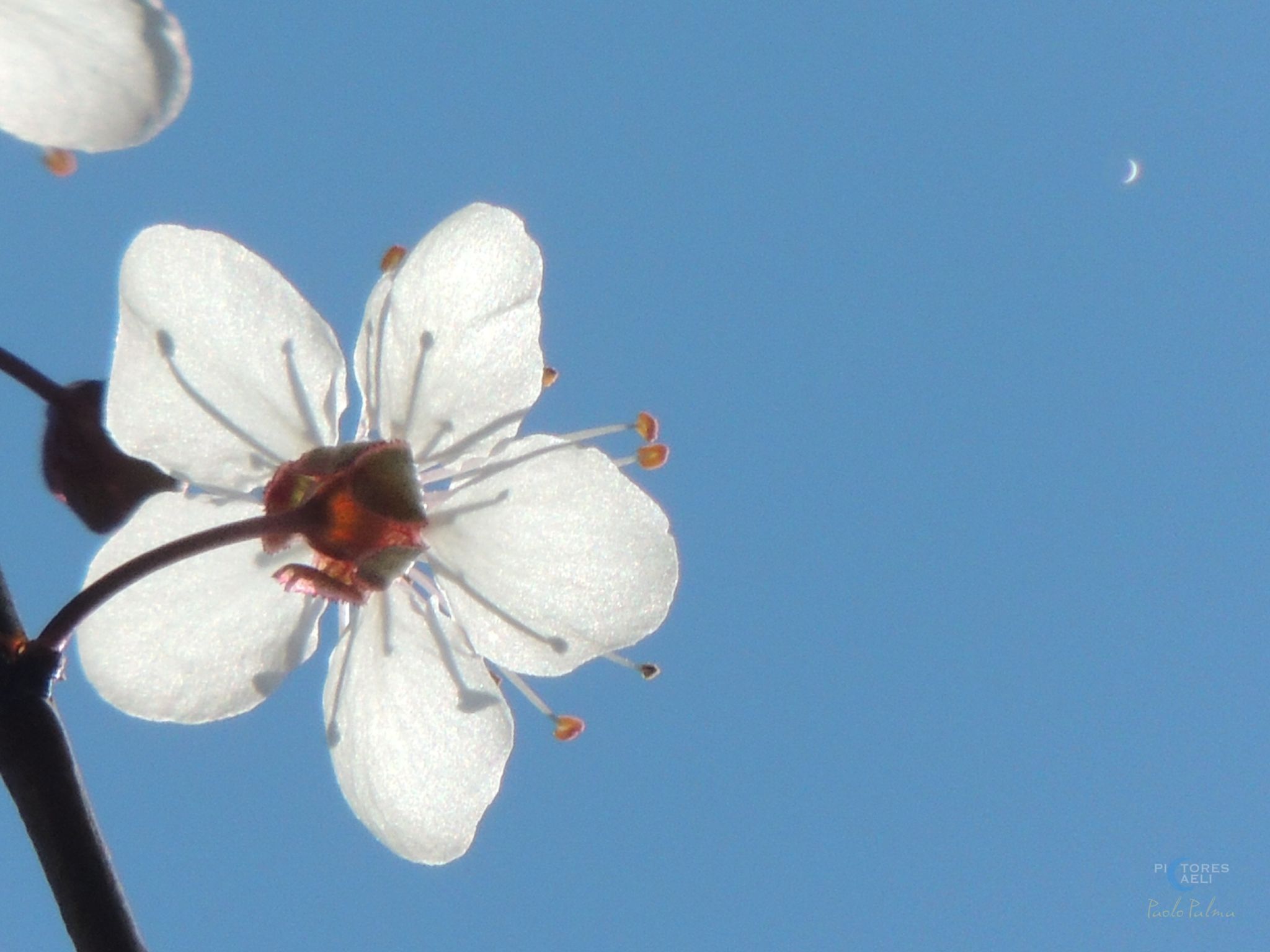 Community photo entitled Venus among flowers in daylight by PAOLO PALMA on 03/03/2025 at Rome, Italy