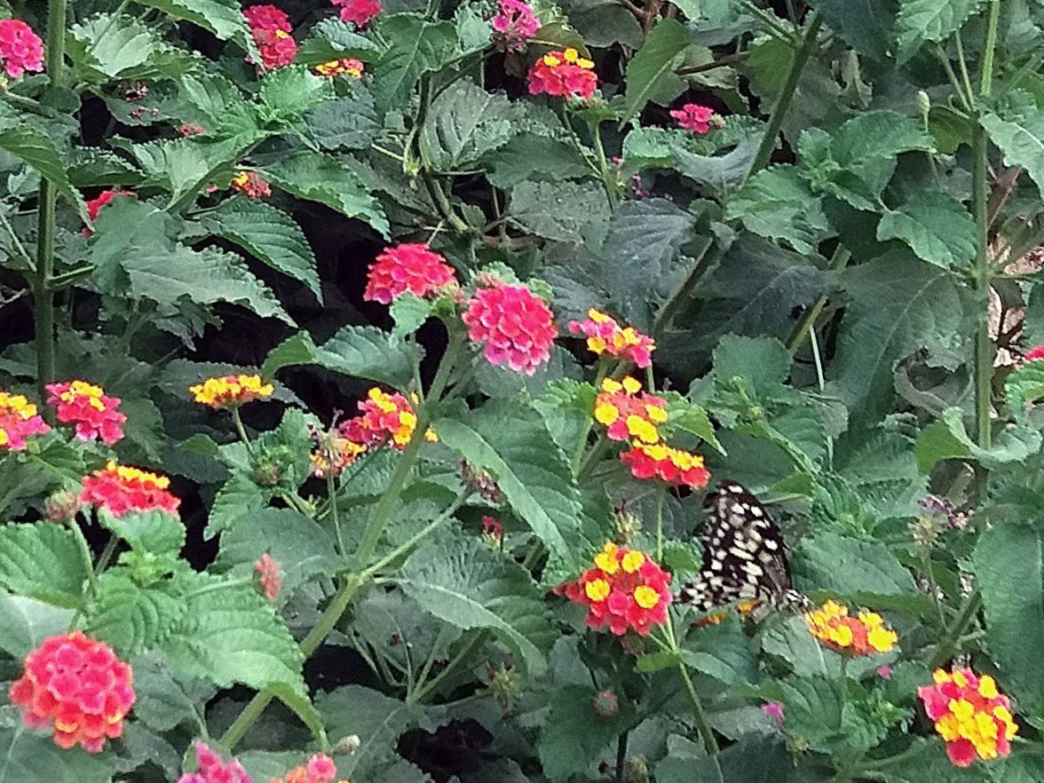 Community photo by Hassan