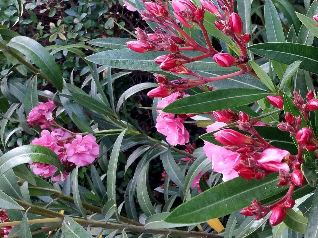 Community photo by Hassan