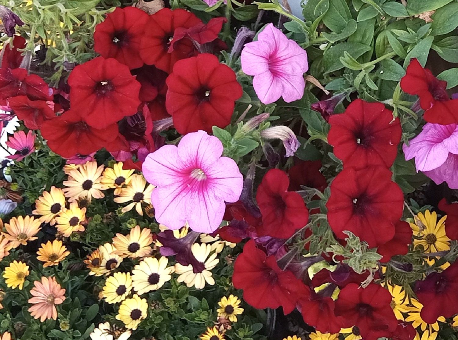 Community photo by Hassan