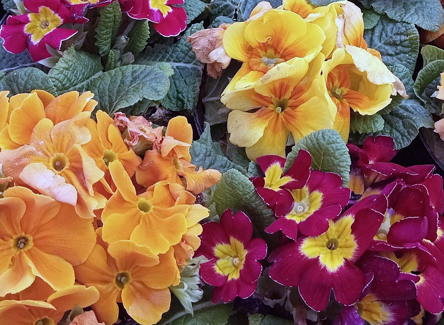 Community photo by Hassan