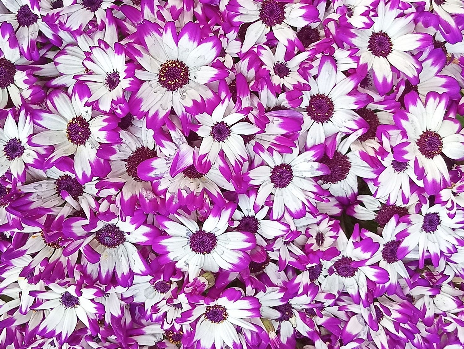 Community photo by Hassan