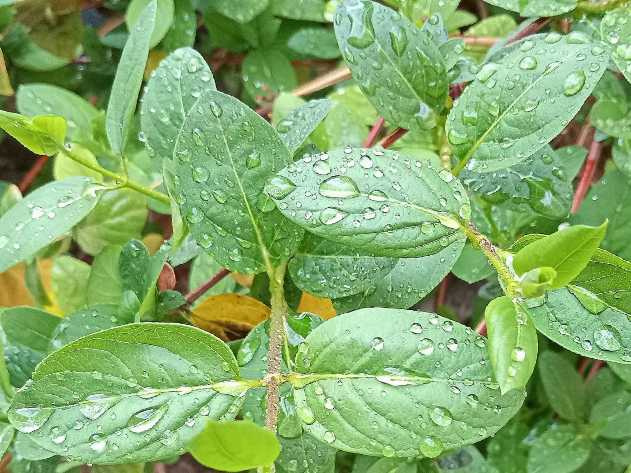 Community photo by Hassan