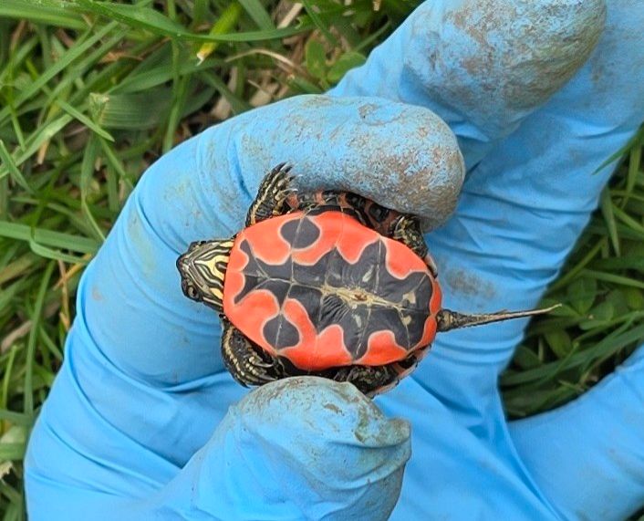 Community photo by Denise Anderson | West Liberty, Iowa