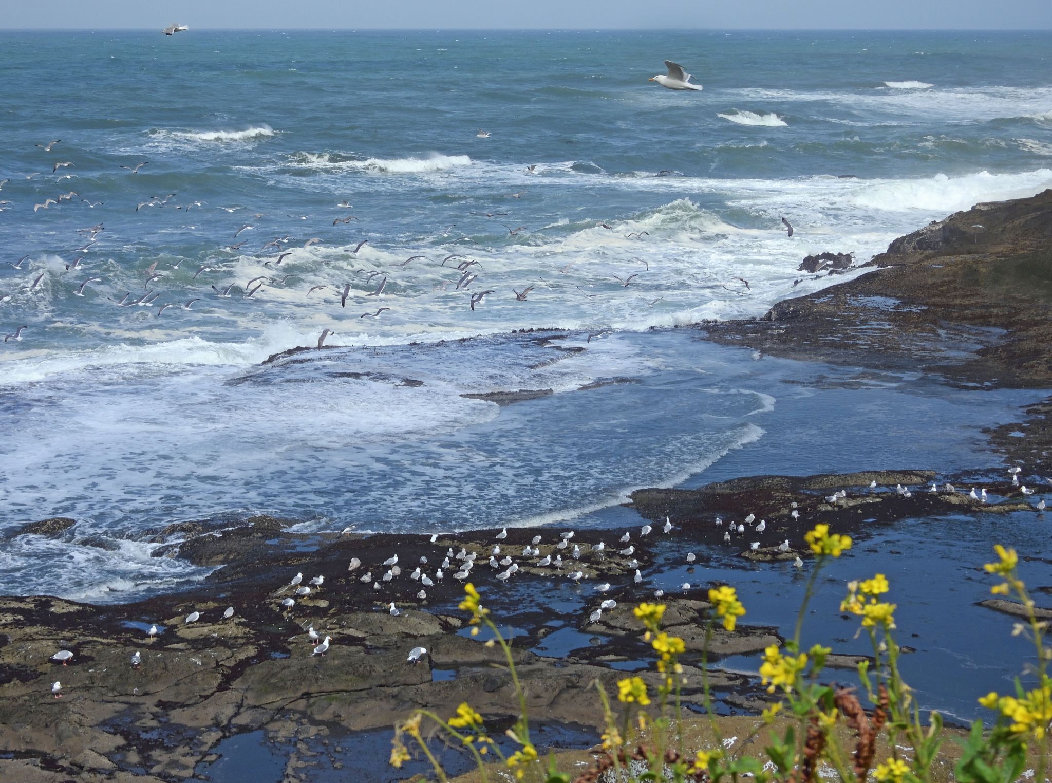 Community photo by Cecille Kennedy | Pirate Cove, Oregon