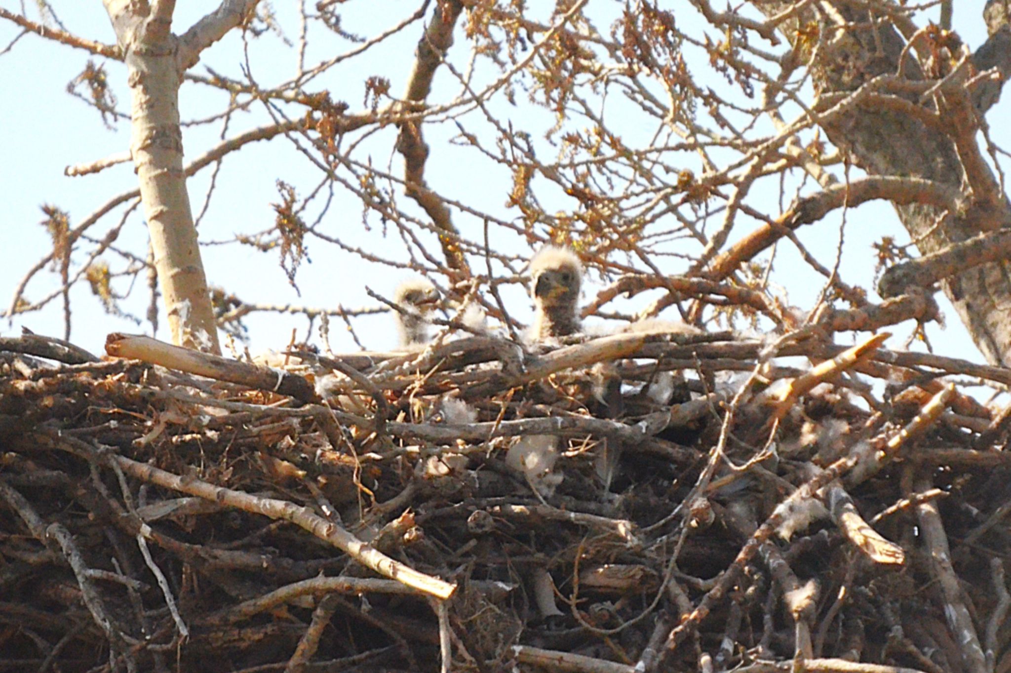 Community photo entitled Itty-bitty downy feathered siblings waiting for brunch to arrive on Saturday morning by Randy Strauss on 04/12/2025 at Eagle Ridge Park, Nebraska