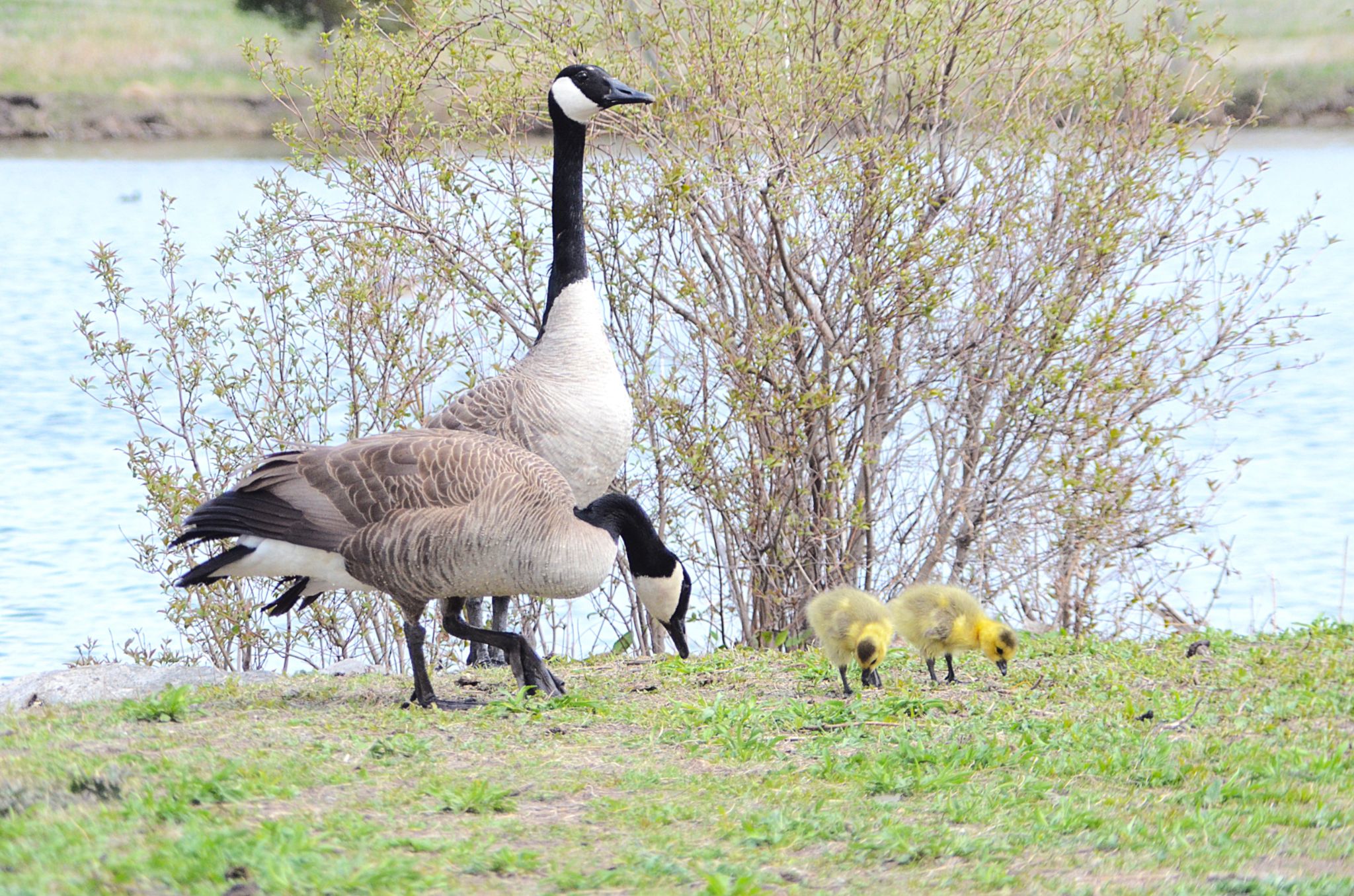 Community photo by Randy Strauss | Walnut Creek Lake, Nebraska