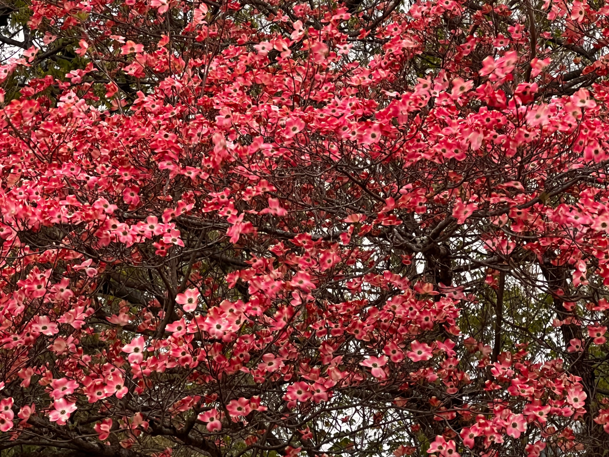 Community photo by Sudhir Sharma | Stormville, NY