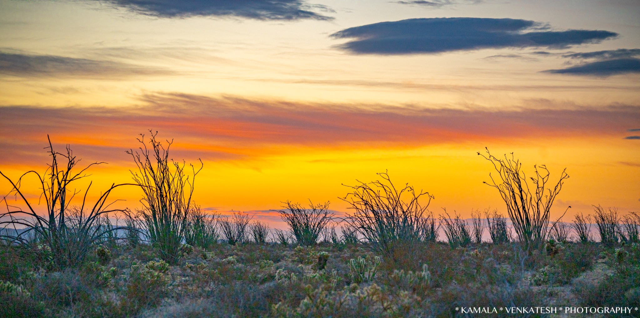 Community photo by Kamala Venkatesh | Anza Borrego Desert State Park, Borrego Springs, California,USA