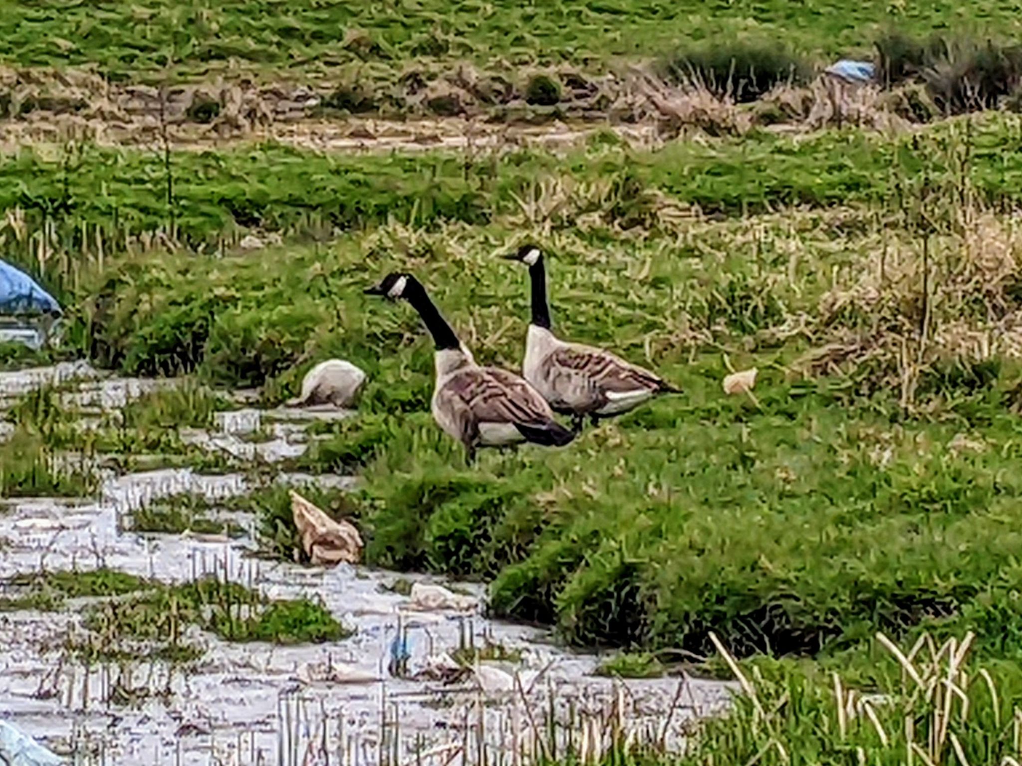 Community photo by Kevan Hubbard | Teesmouth Nature Reserve ,Co Durham ,England