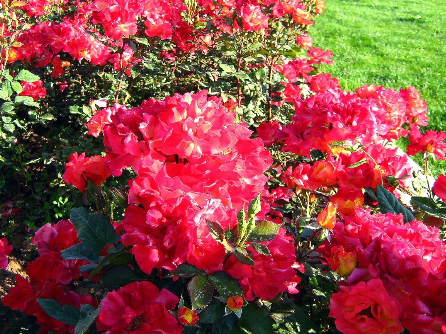 Community photo by Hassan