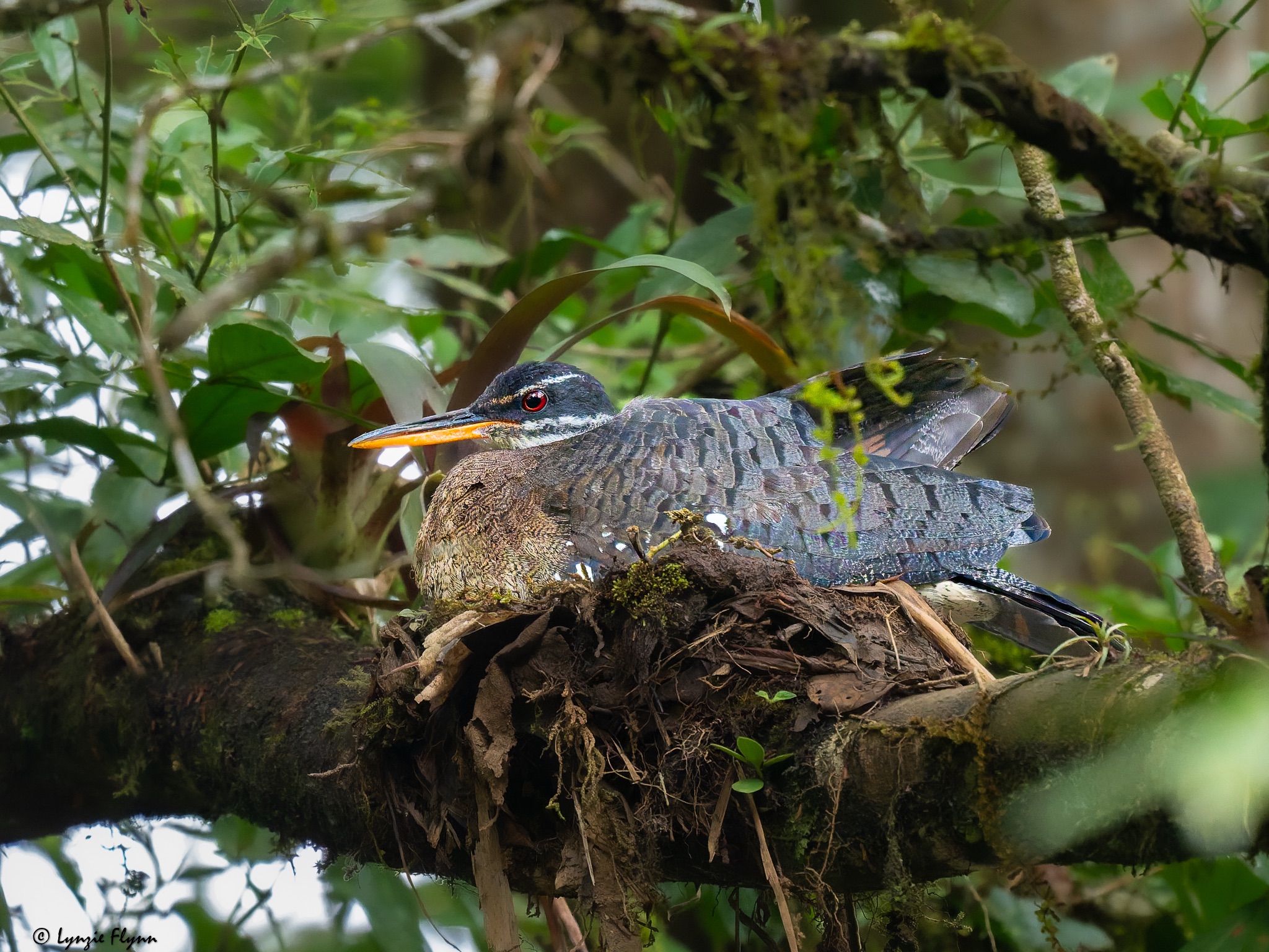 Community photo by Lynzie Flynn | Costa Rica