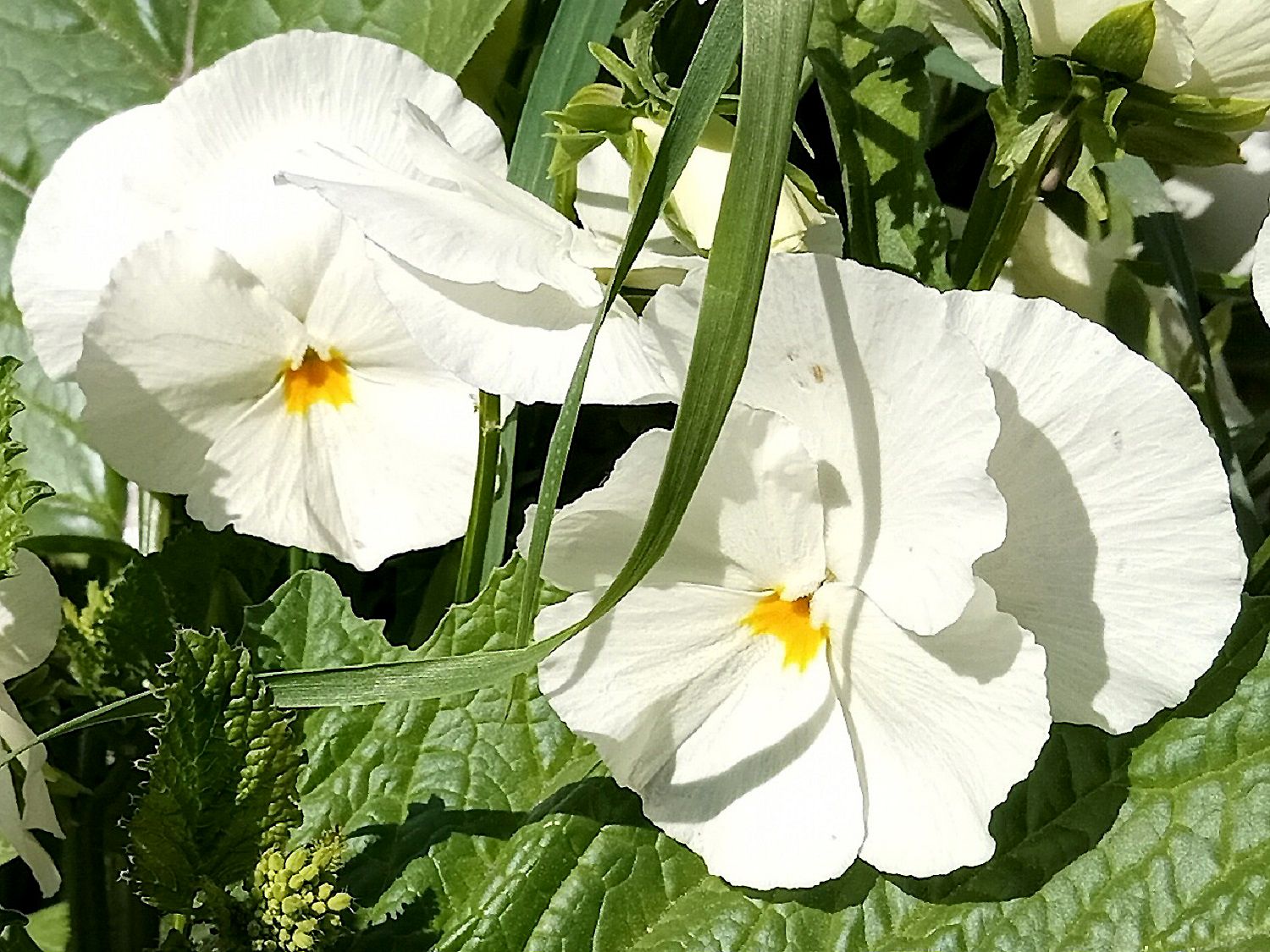 Community photo by Hassan