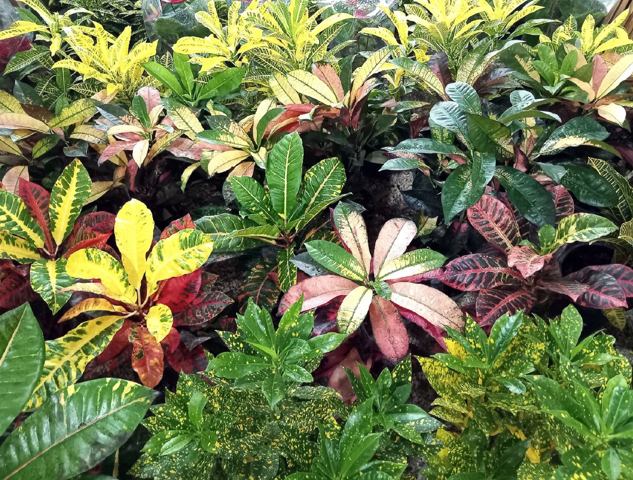 Community photo by Hassan