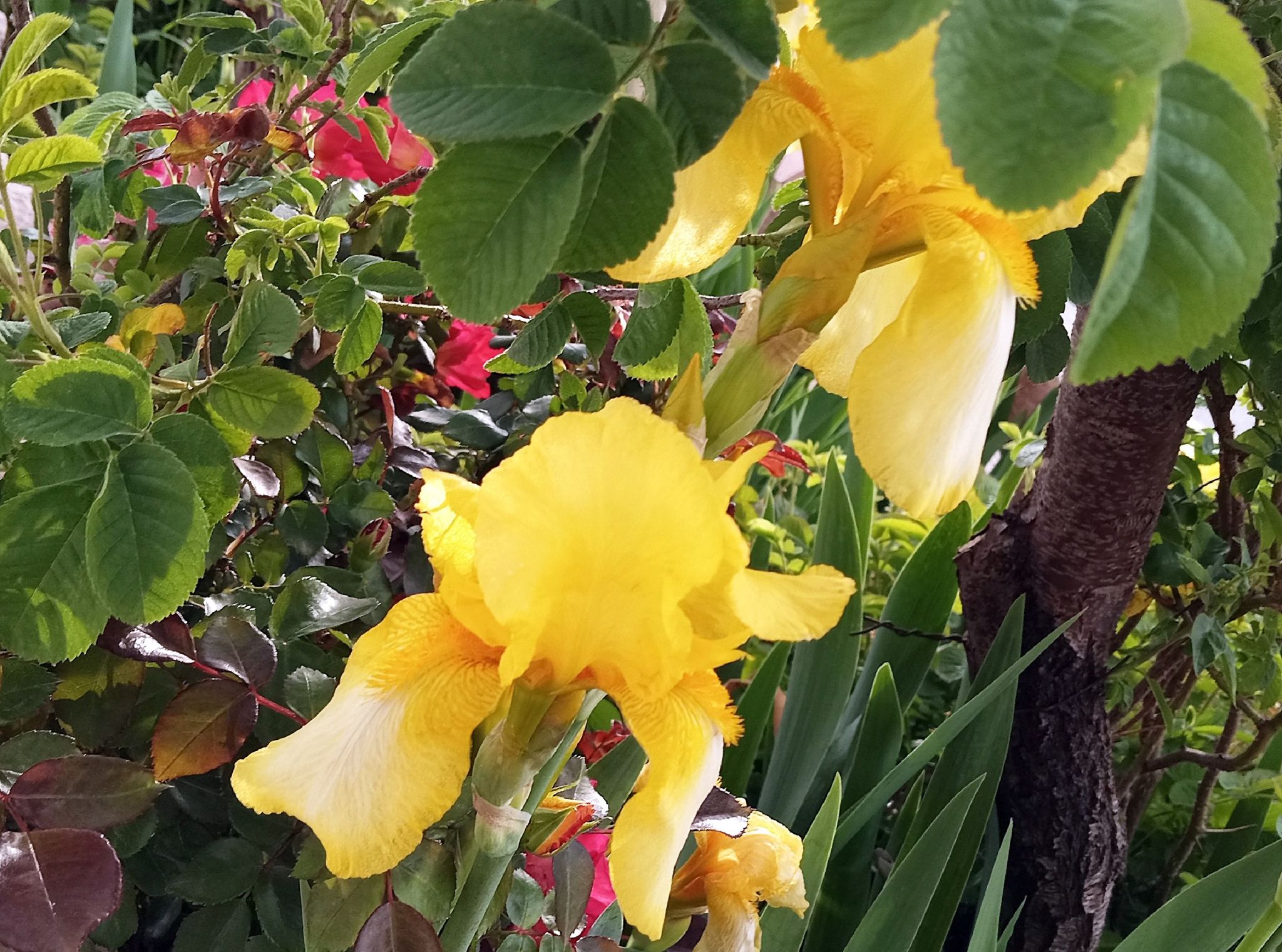 Community photo by Hassan