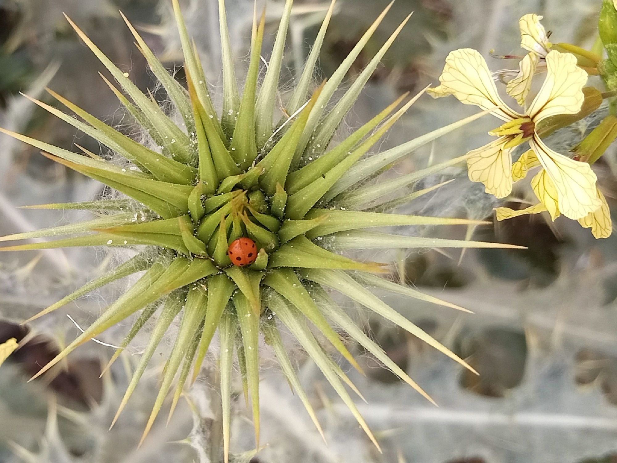 Community photo by Hassan