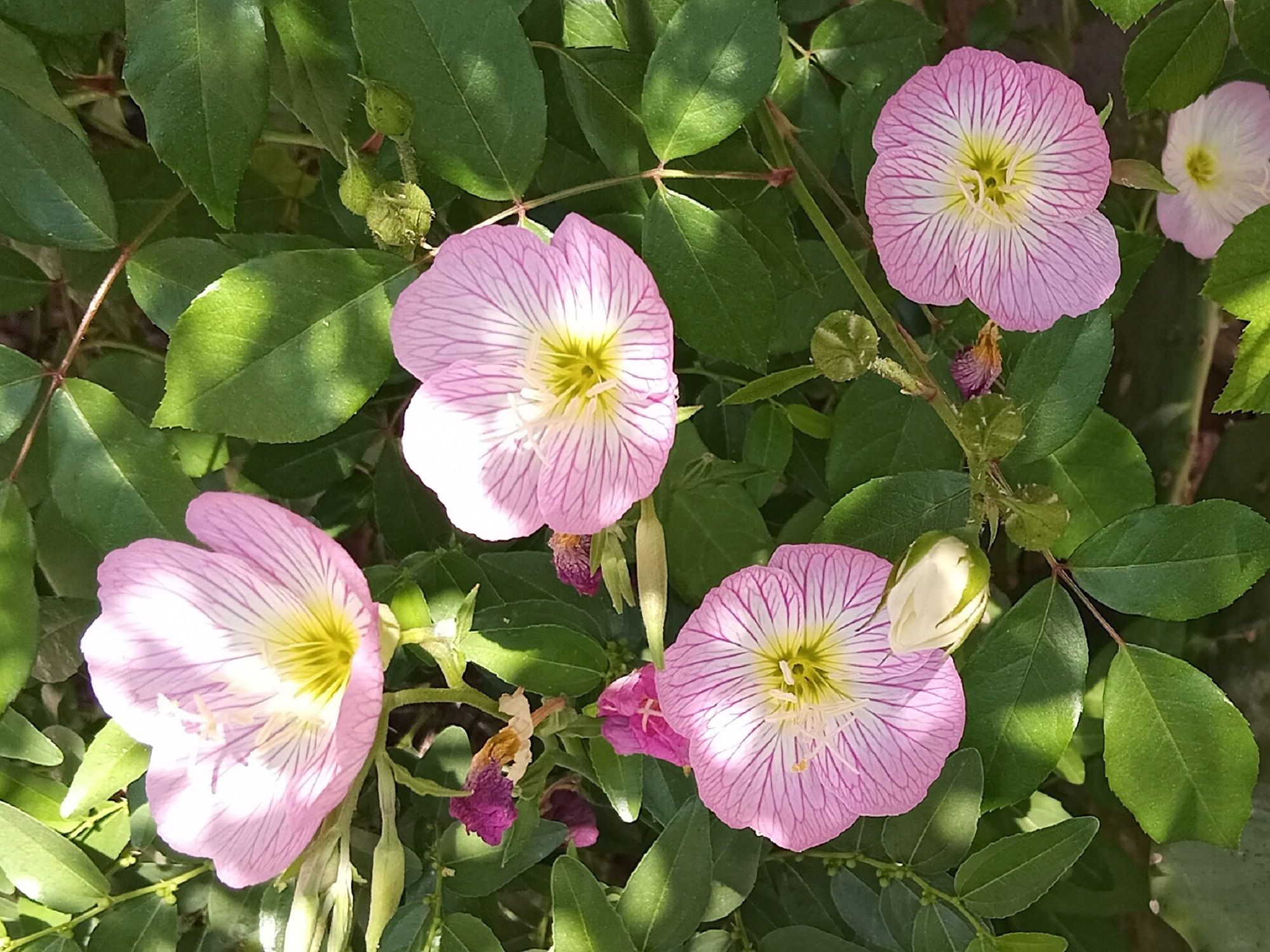 Community photo by Hassan