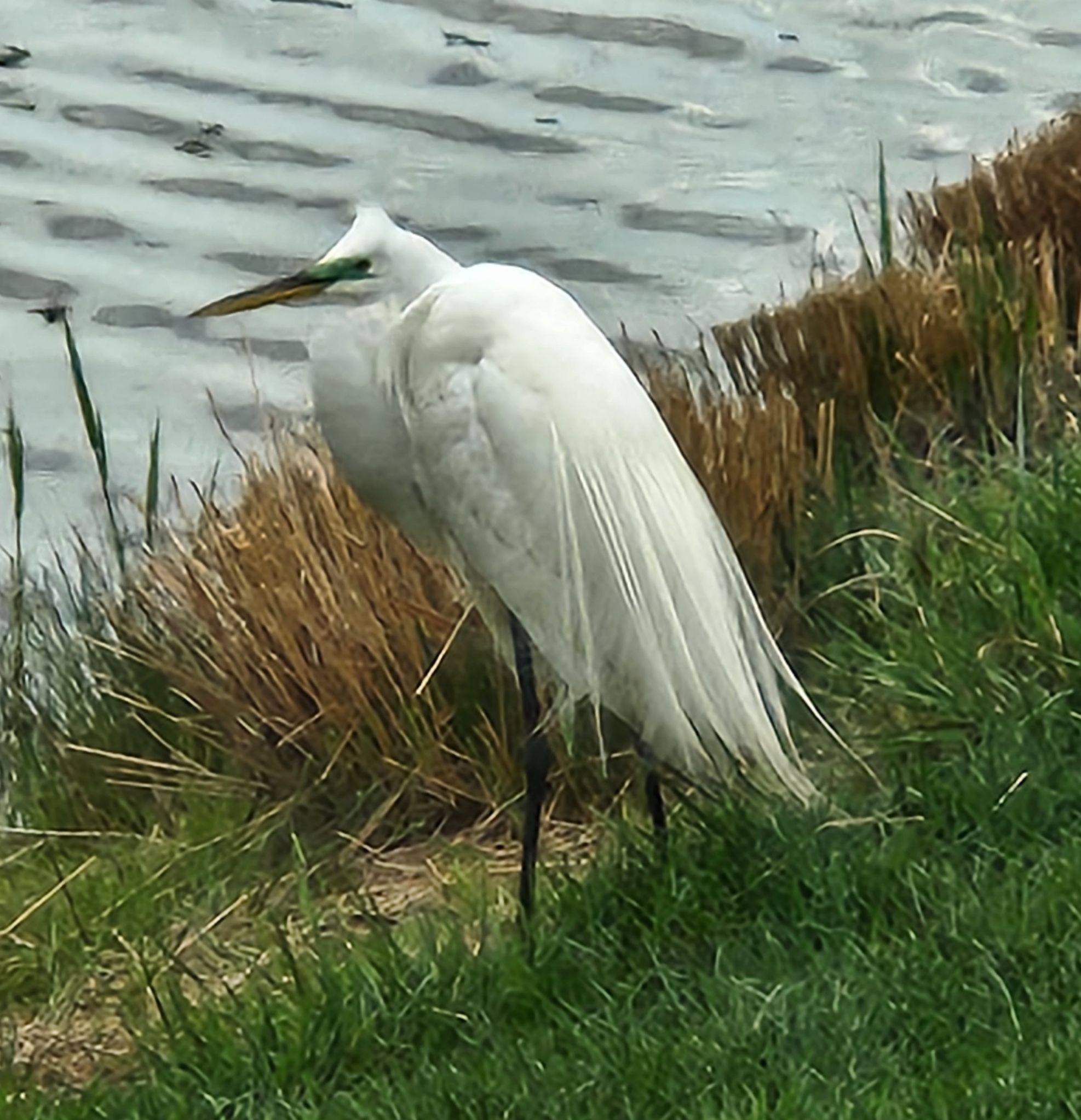 Community photo by Karen Lais | Sussex County, Delaware