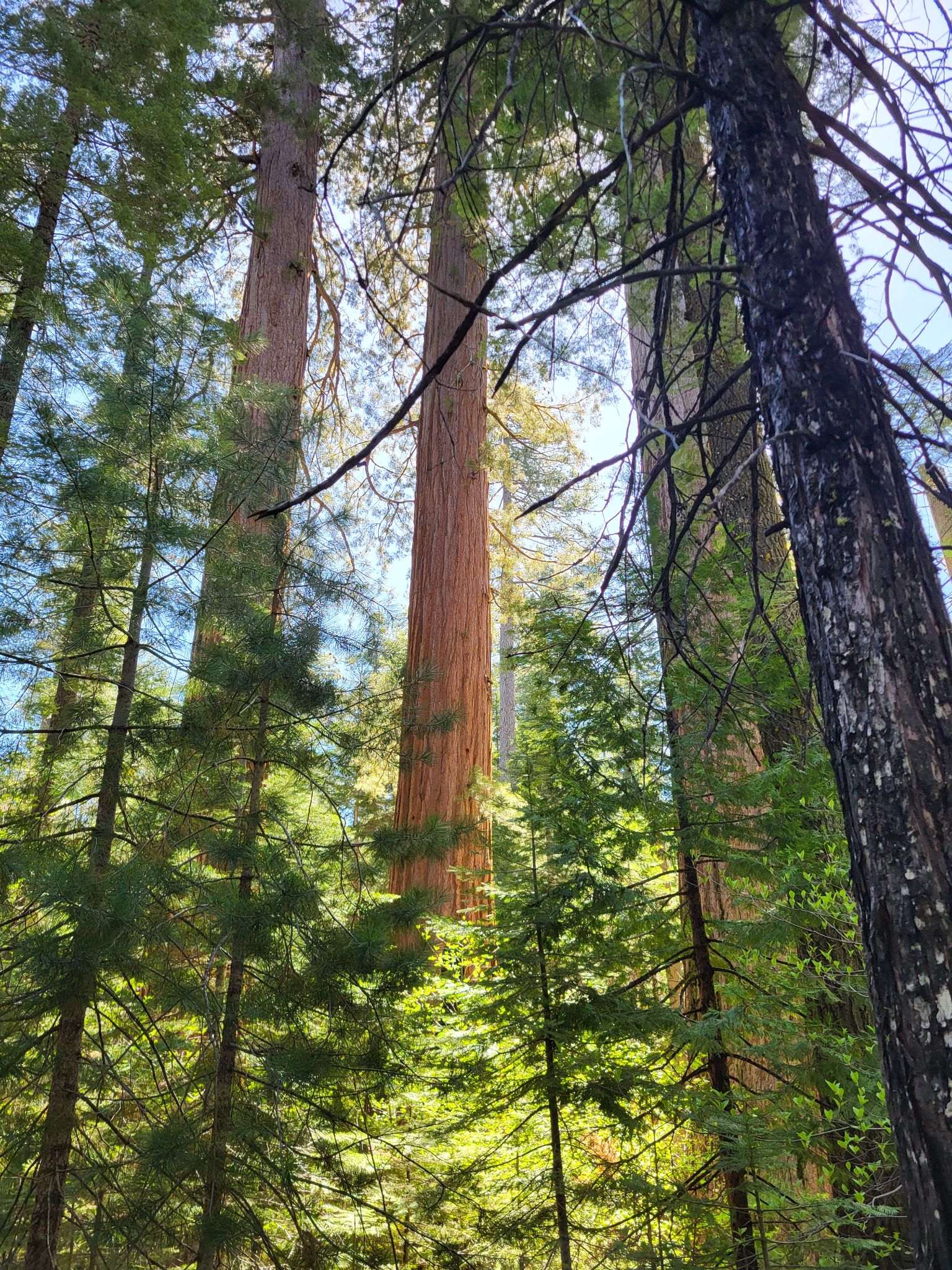Community photo by Deborah Landau | Calaveras Big Trees State Park, Arnold, CA