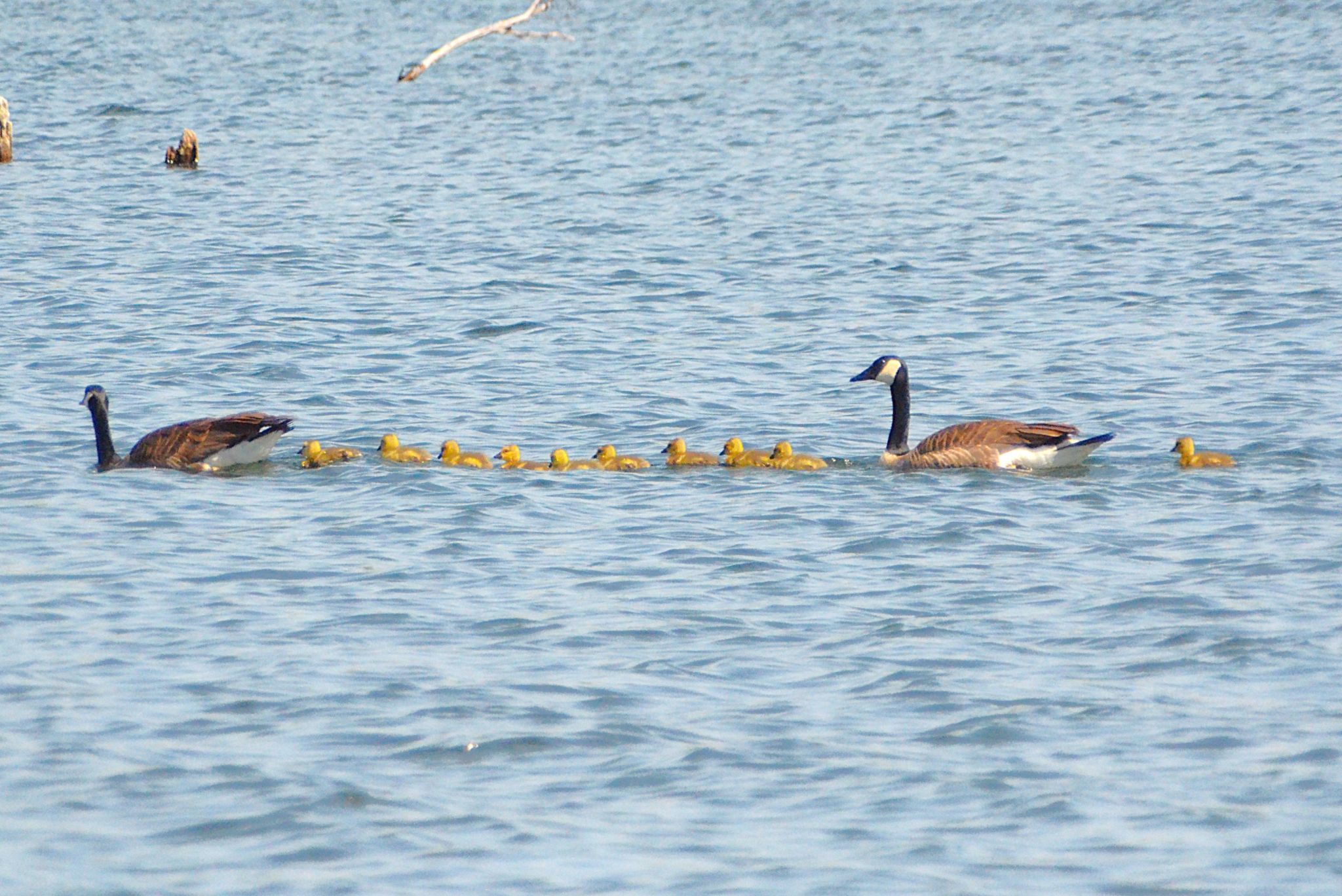 Community photo entitled Tail-end Charlie. by Randy Strauss on 05/08/2025 at Walnut Creek Lake, Nebraska