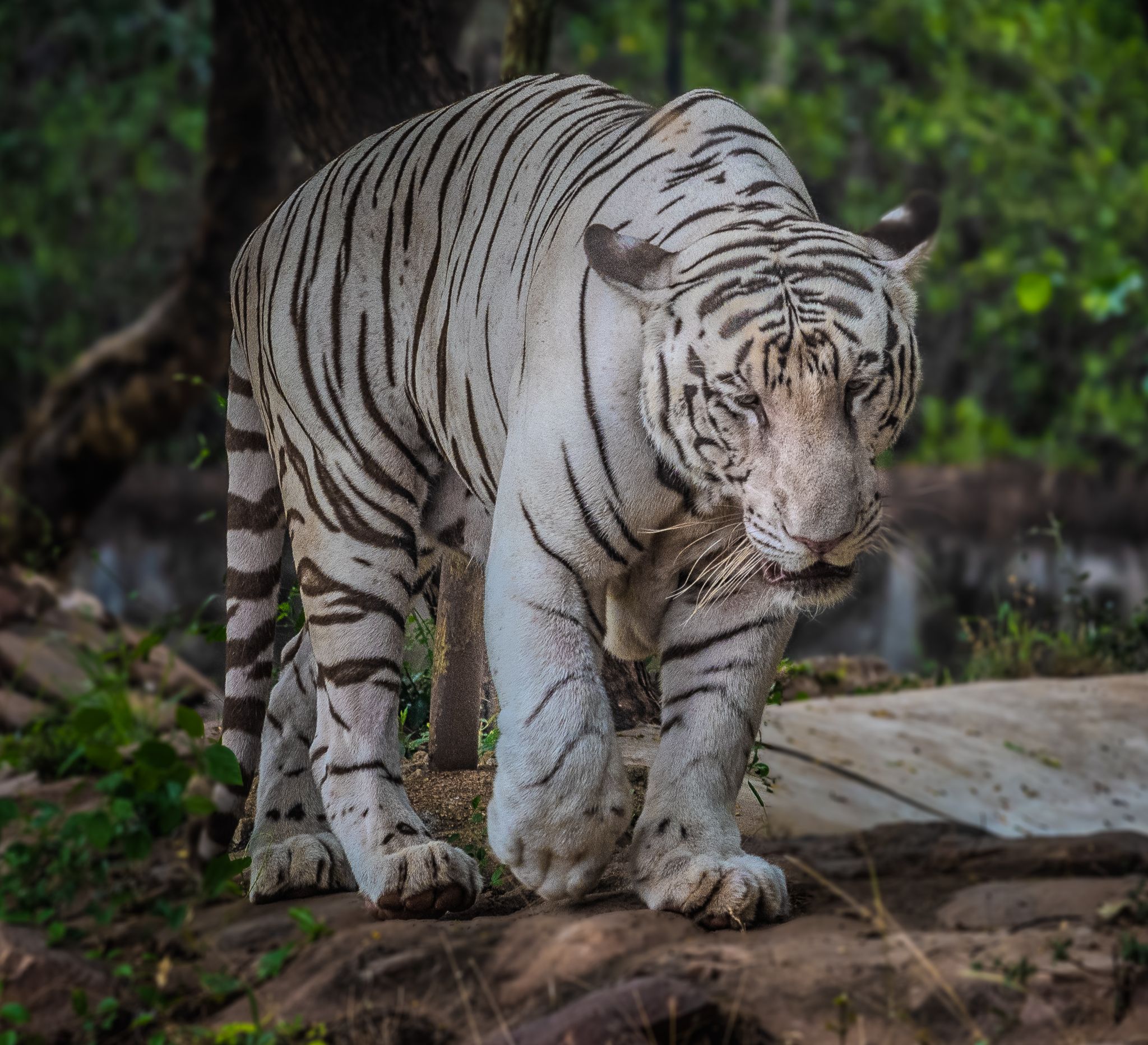 Community photo entitled Albino Royal Bengal Tiger by Shaurya Salunkhe on 05/26/2025 at Tirupati, Andhra Pradesh, India