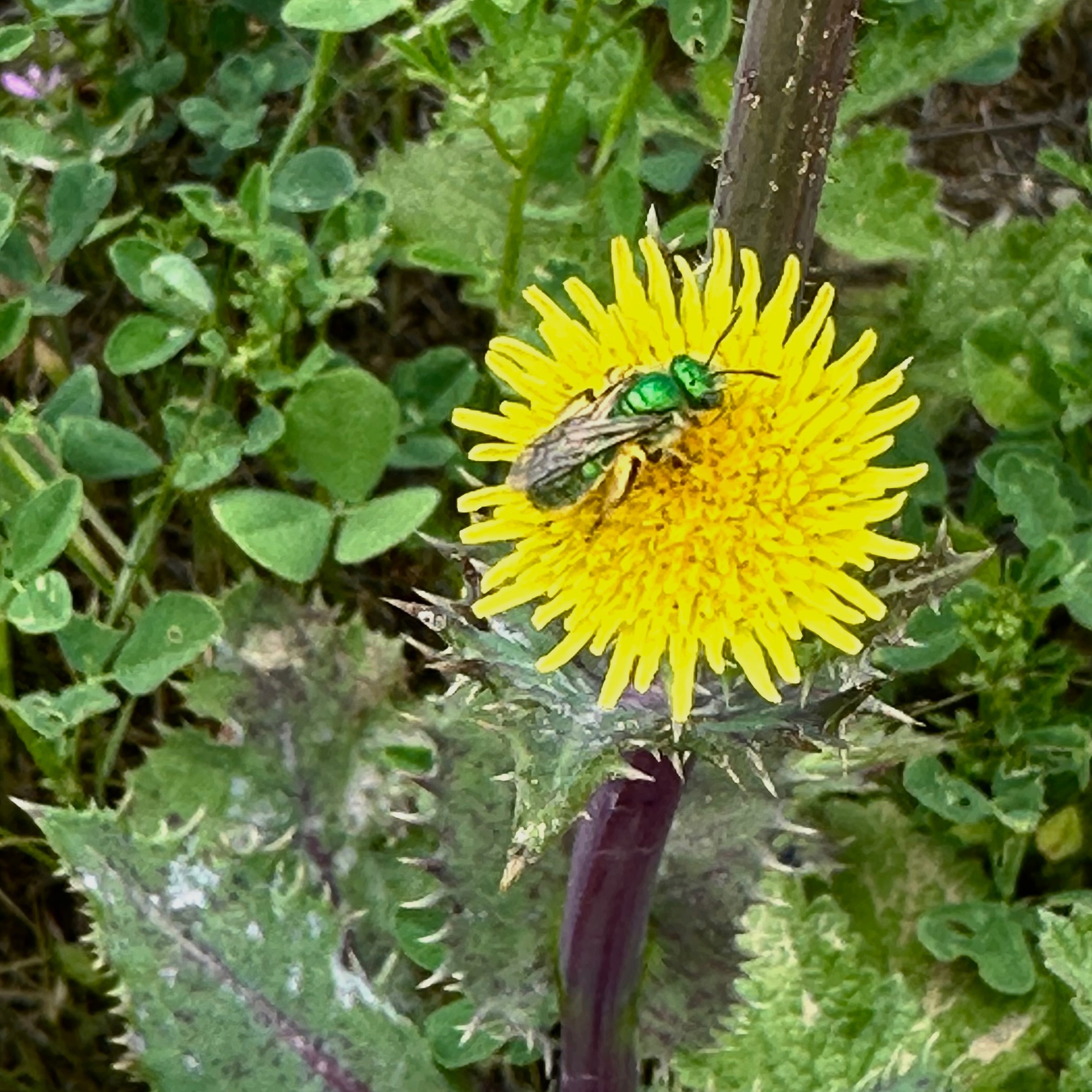 Community photo by Fern Zalin | Santa Clarita, C