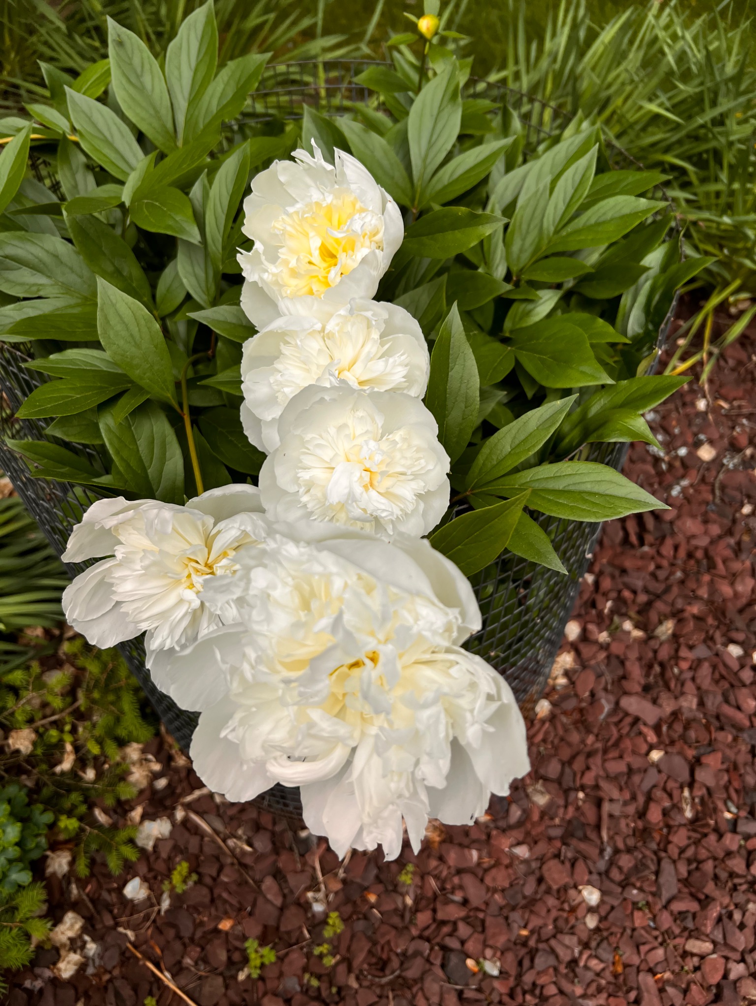 Community photo by Sudhir