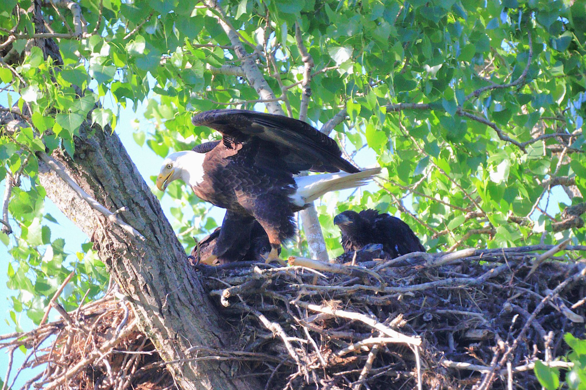 Community photo by Randy Strauss | Eagle Ridge Park, Nebraska
