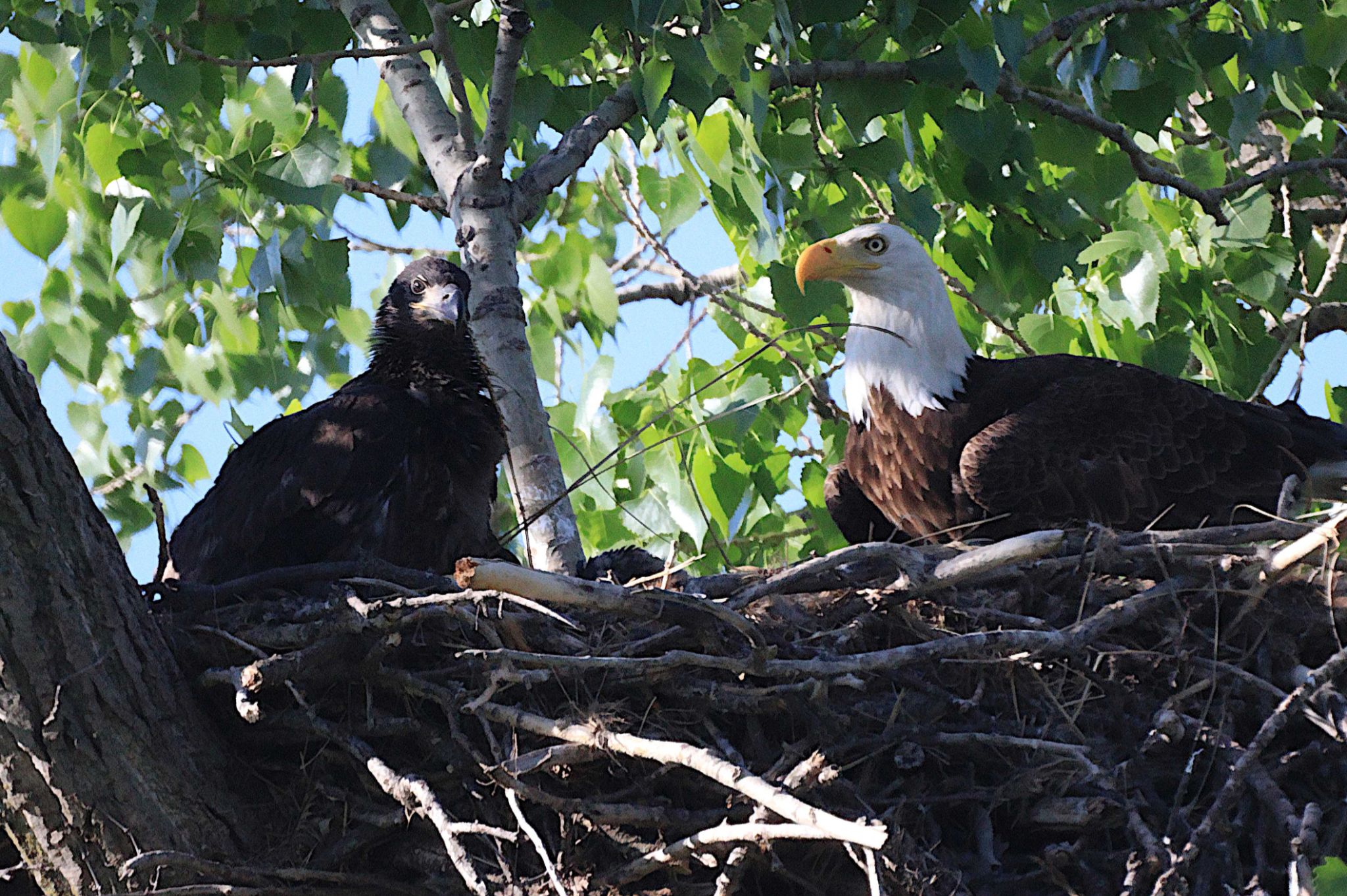 Community photo entitled Growing so quickly now... by Randy Strauss on 05/06/2025 at Eagle Ridge Park, Nebraska