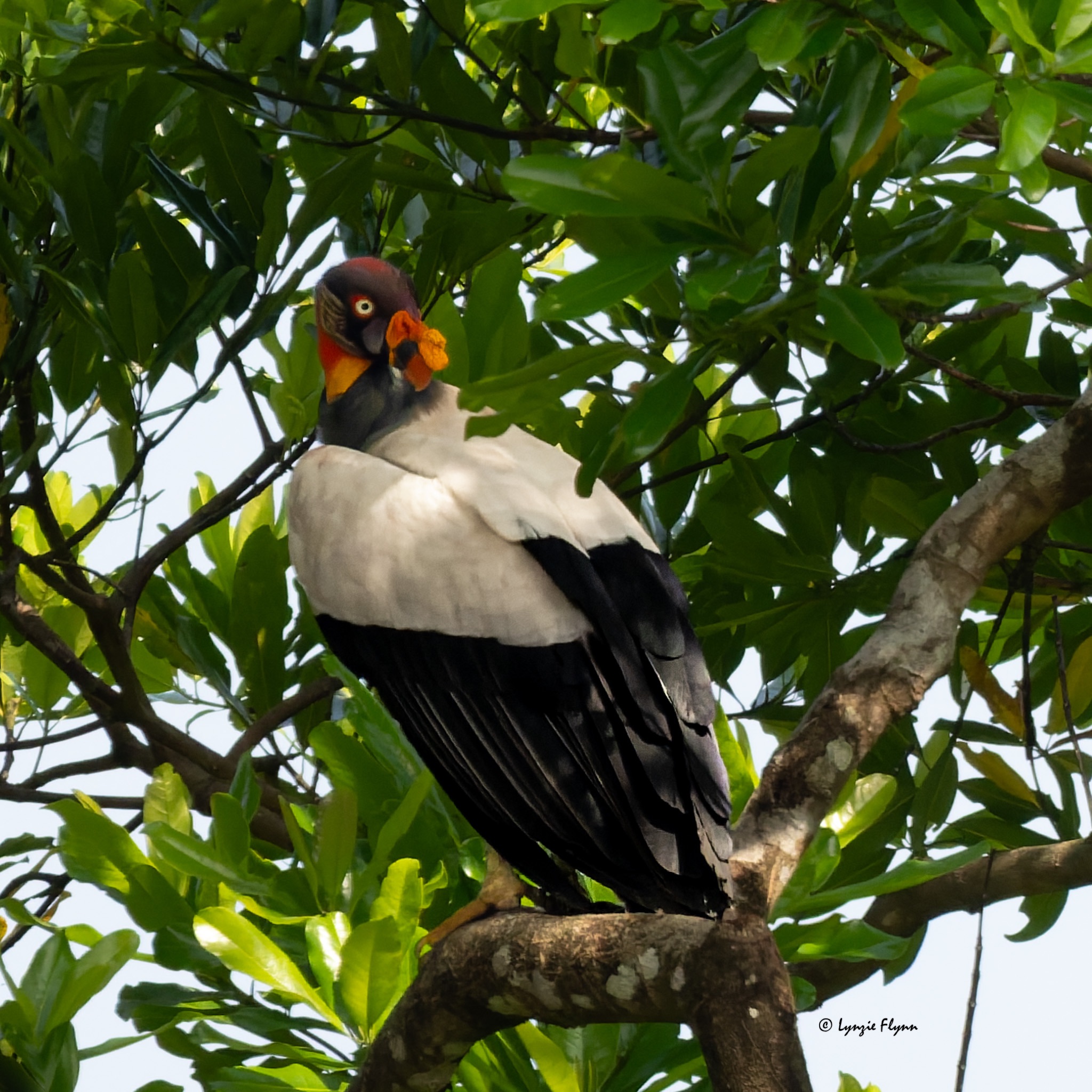 Community photo by Lynzie Flynn | Costa Rica