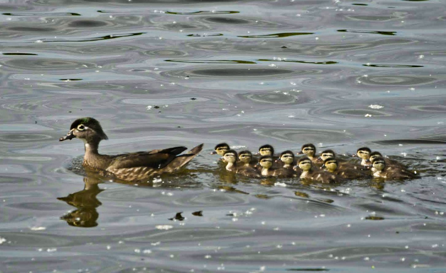 Community photo by Lorraine Boyd | Mechanicville, New York