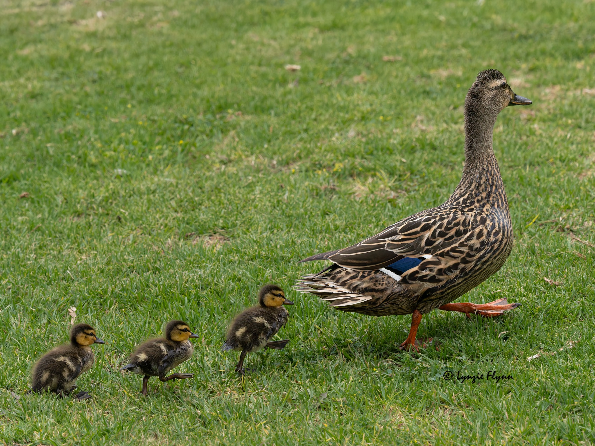Community photo by Lynzie Flynn | Arcadia, California USA