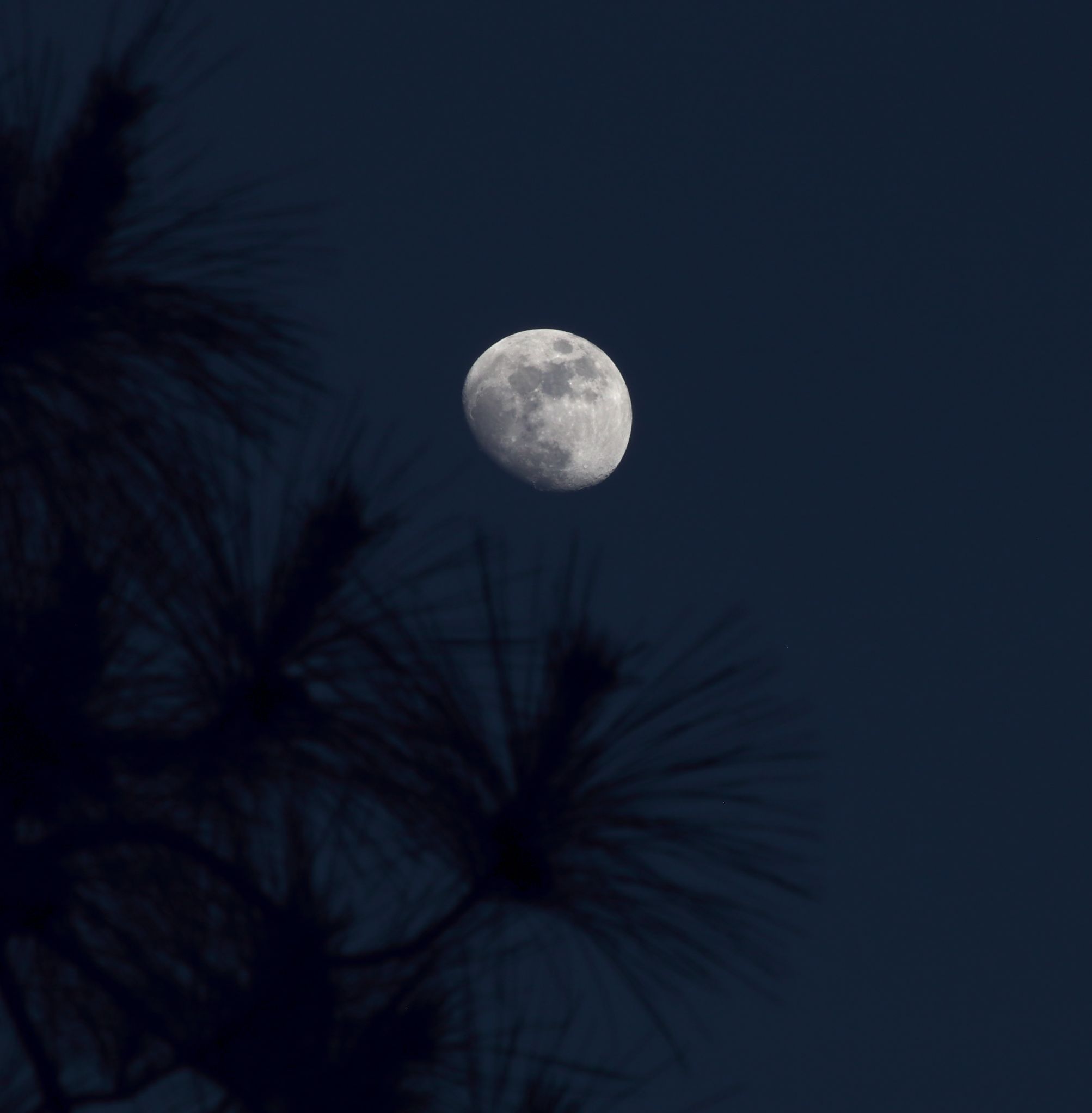 Community photo entitled pine tree tickles the moon by Steven Bellavia on 05/08/2025 at Smithfield, VA