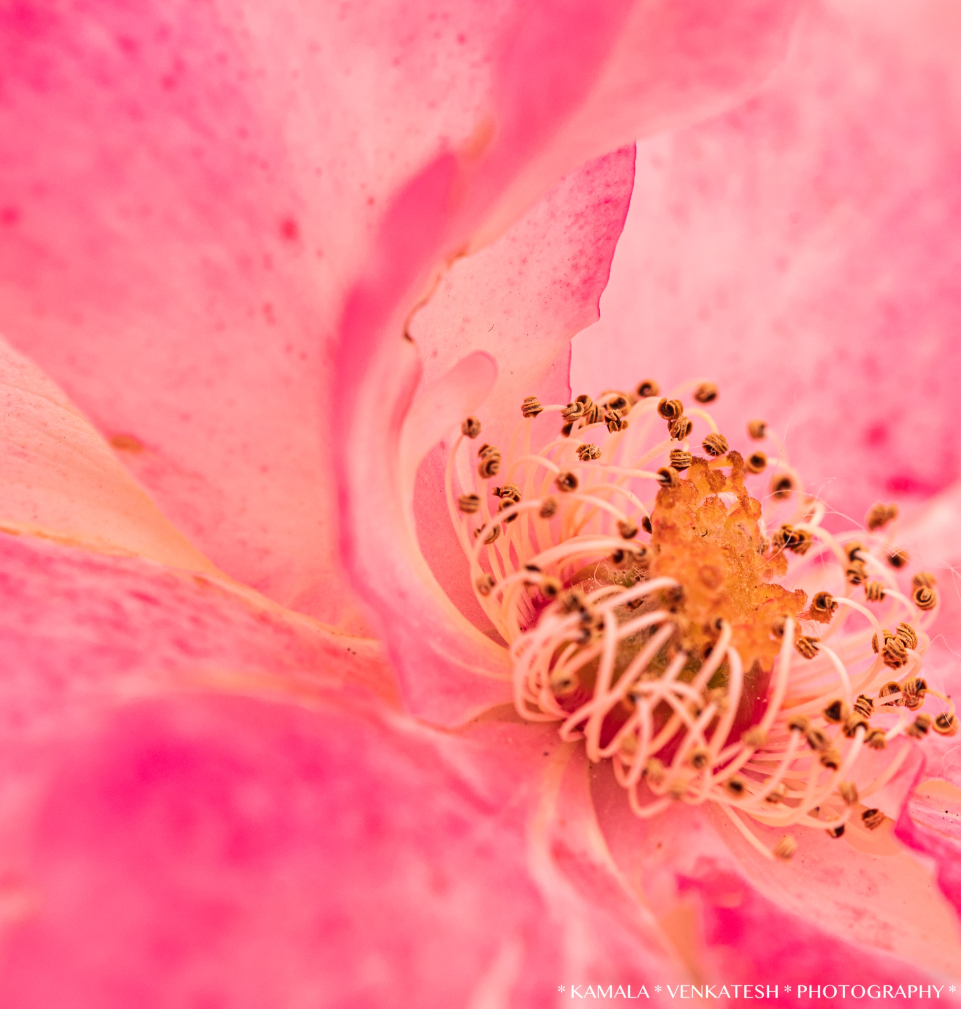 Community photo by Kamala Venkatesh | San Diego, California, USA