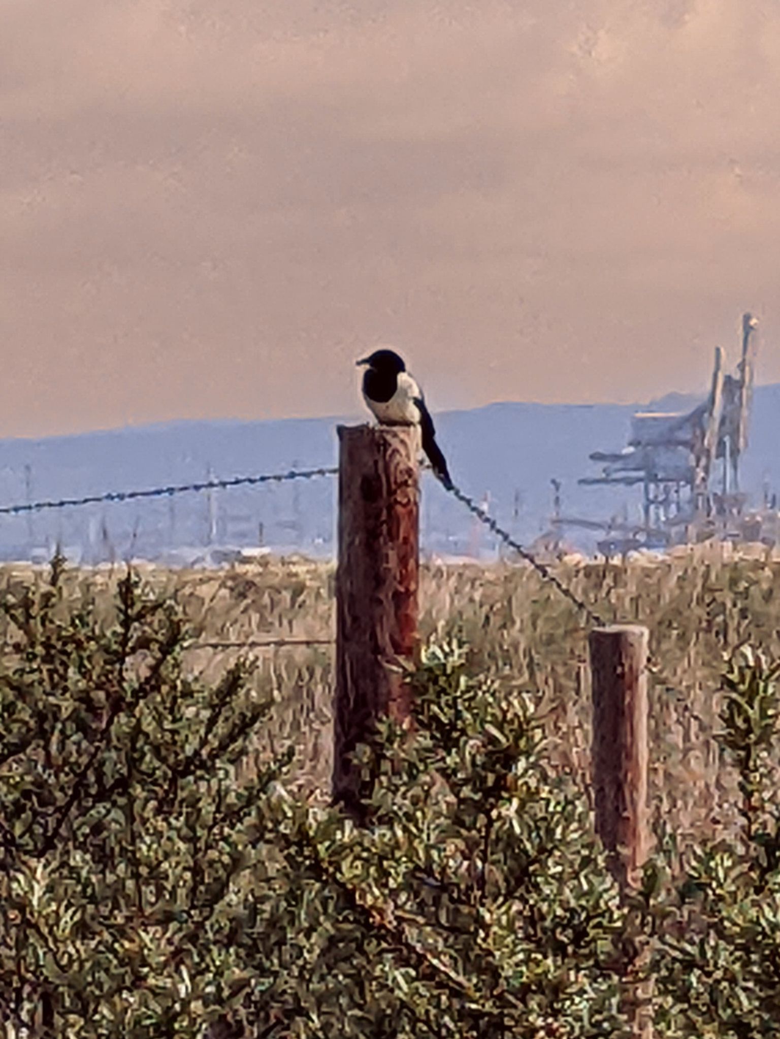 Community photo by Kevan Hubbard | Teesmouth Nature Reserve ,Co Durham ,England