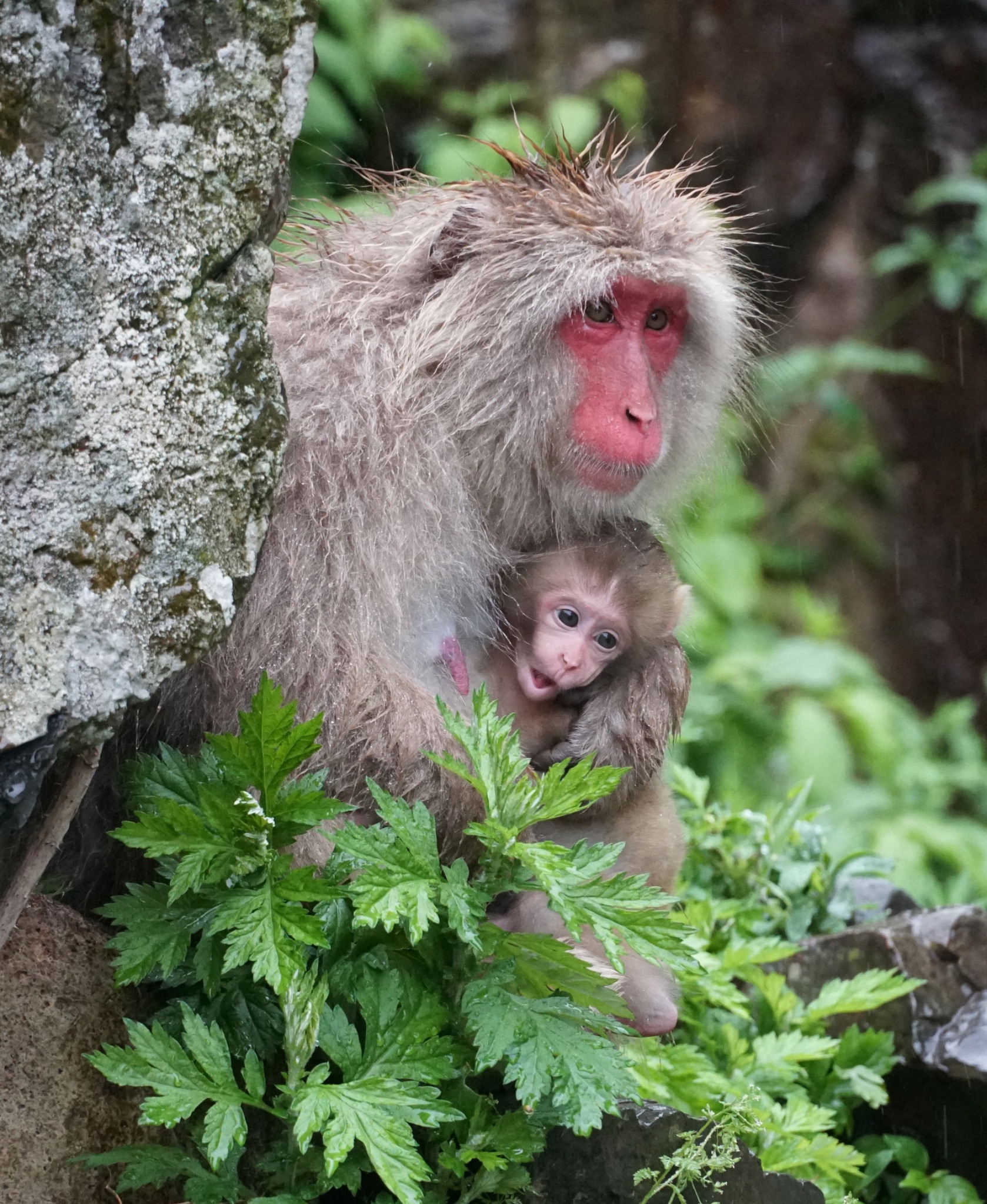 Community photo by Stan Peyton | Jigokudani Monkey Park, Japan