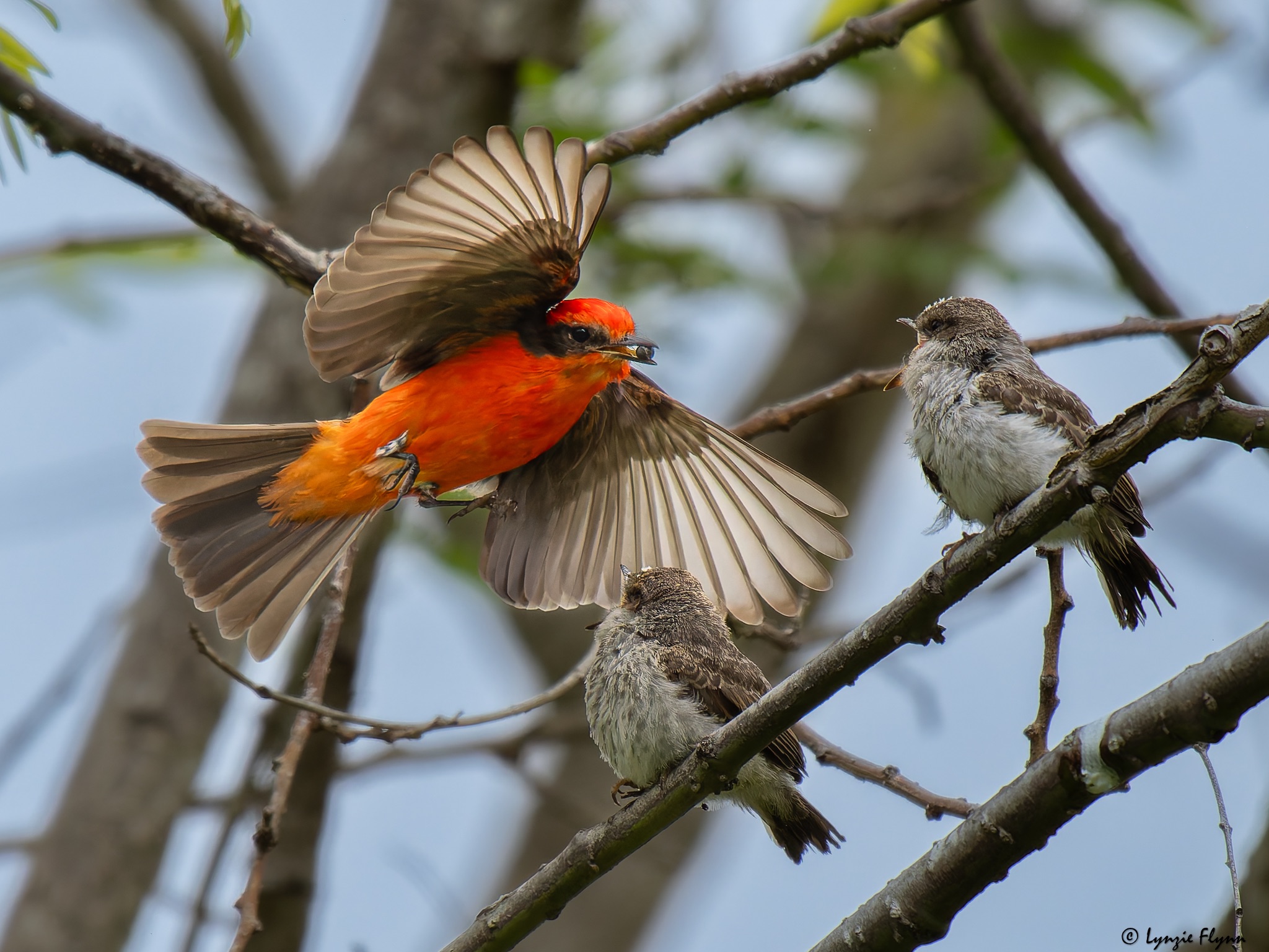 Community photo entitled Feeding Time by Lynzie Flynn on 05/05/2025 at Huntington Beach, California, USA