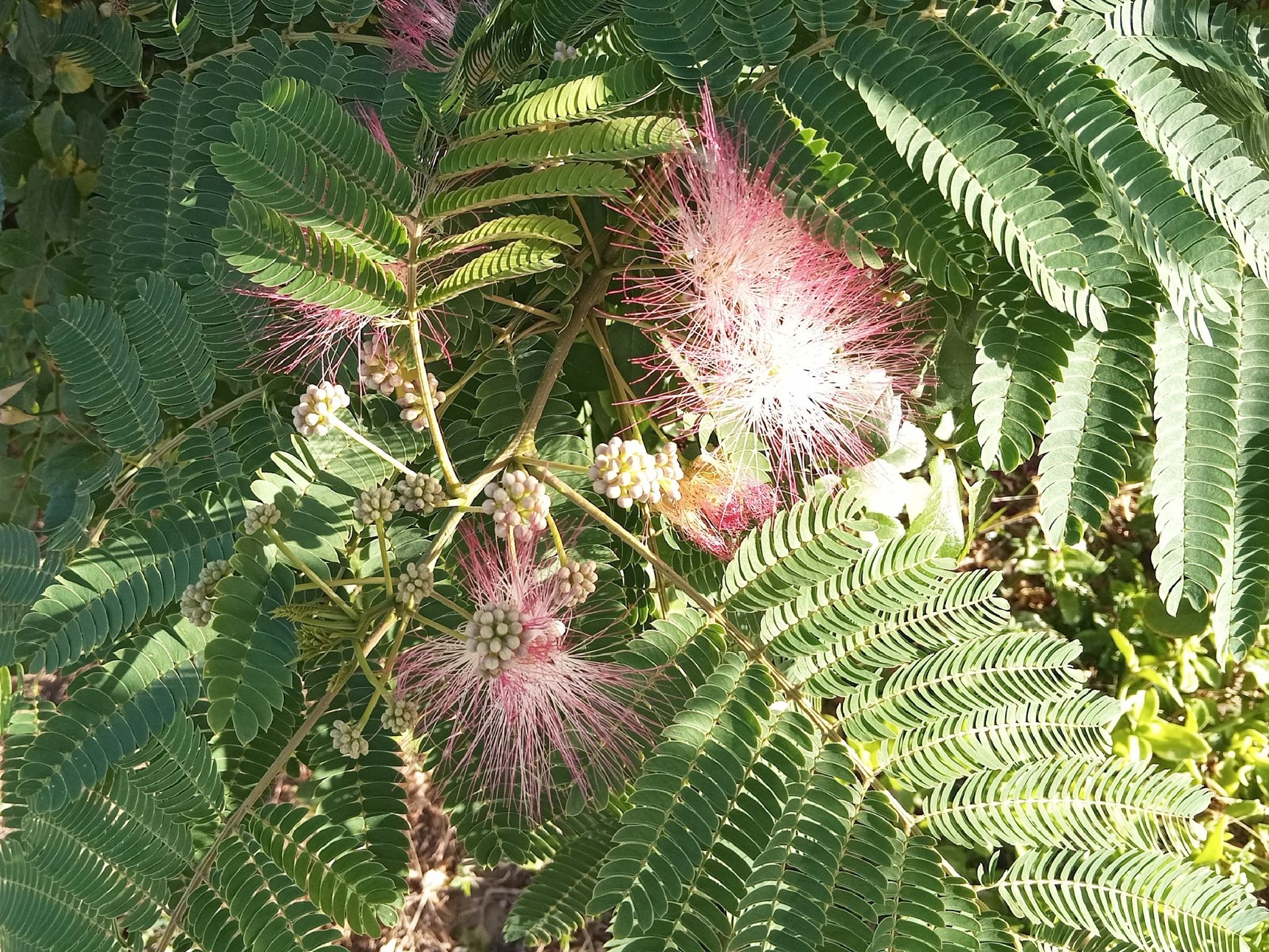 Community photo by Hassan