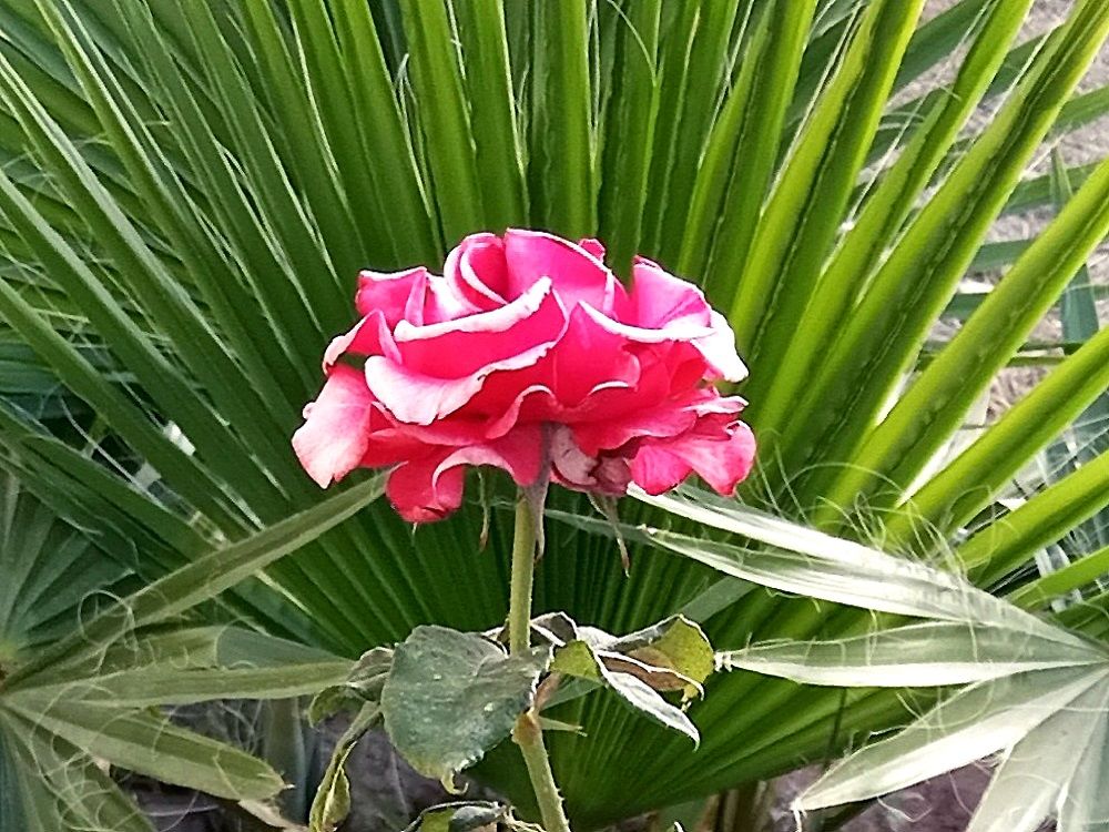 Community photo by Hassan