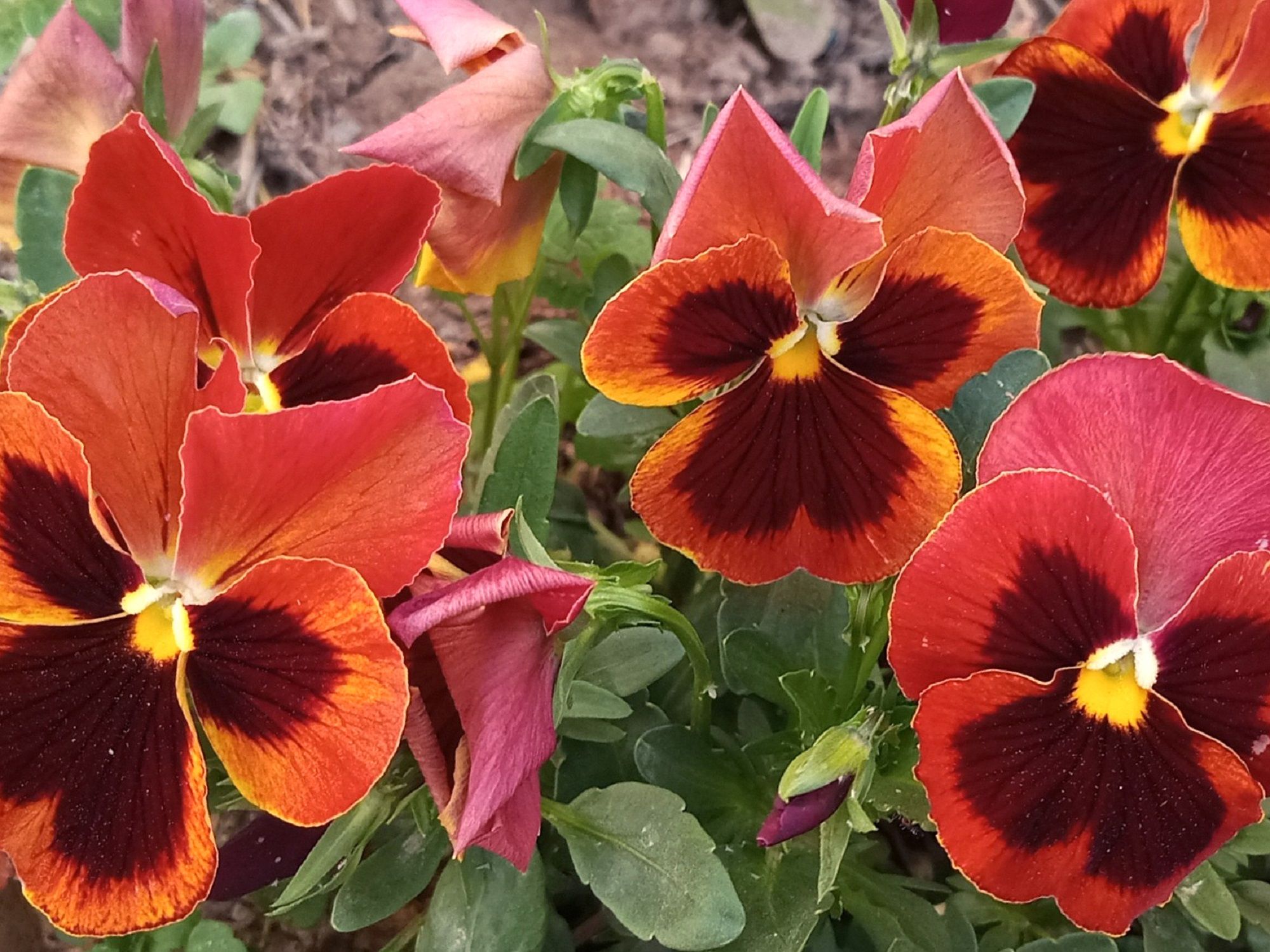 Community photo by Hassan