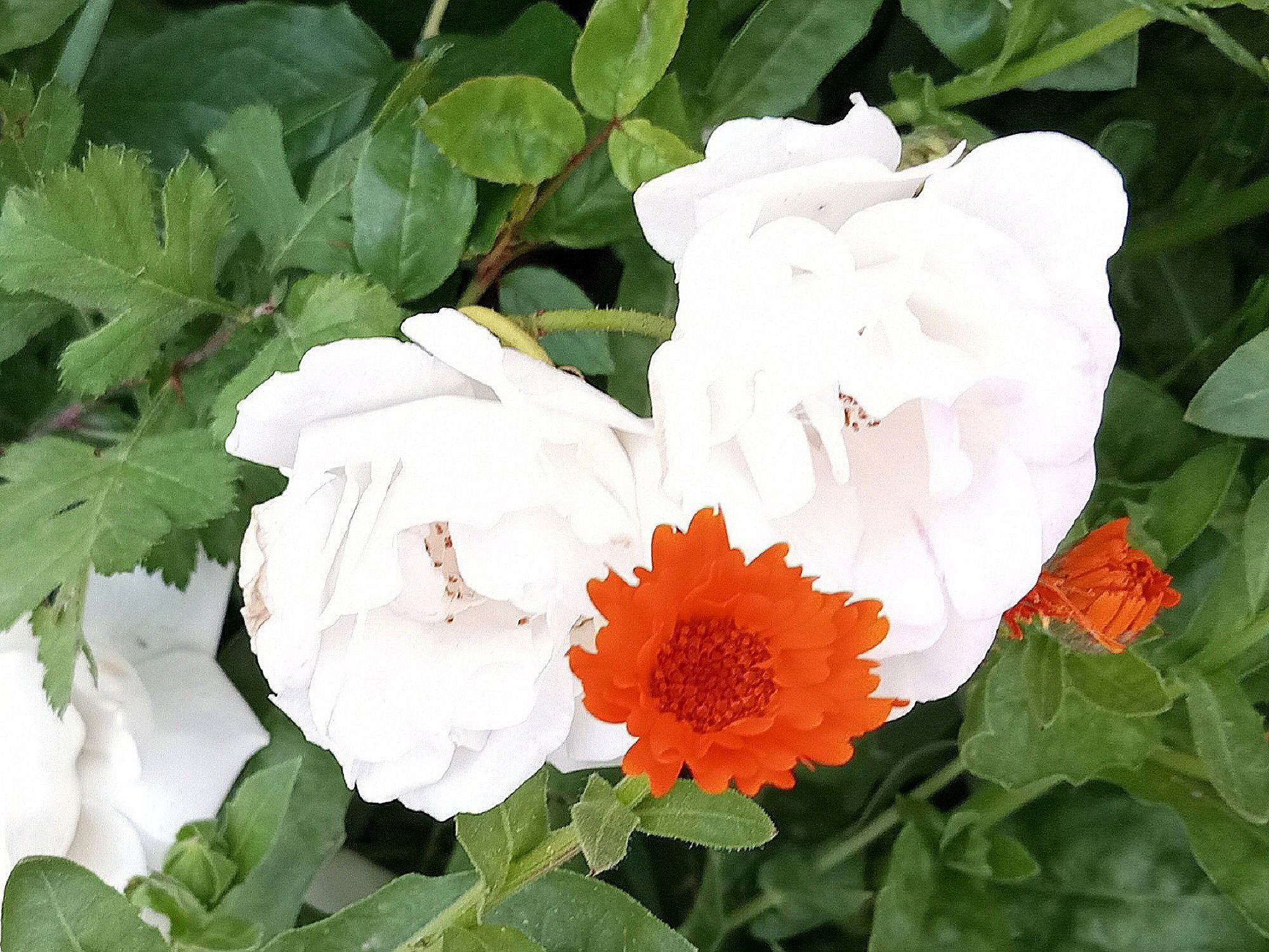 Community photo by Hassan