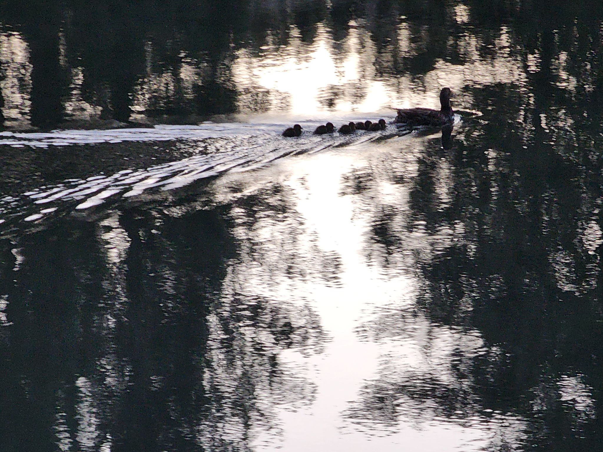 Community photo by Ivy Morrow | Arnold, CA, USA