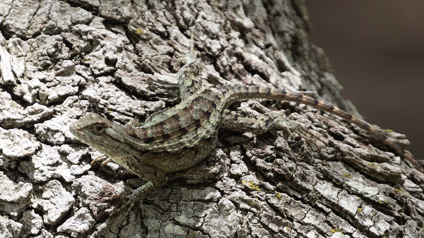 Community photo by David Perry | Timberwood Park, Texas USA