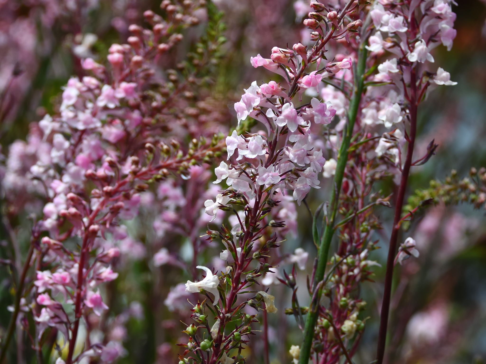 Community photo by Cecille