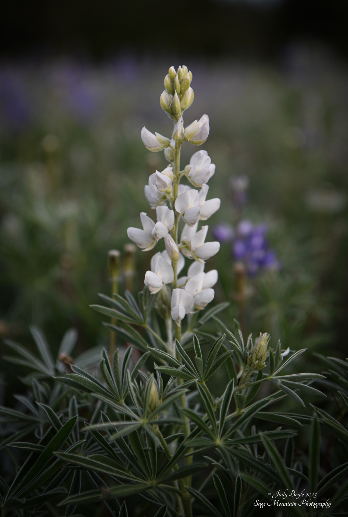 Community photo by Judy