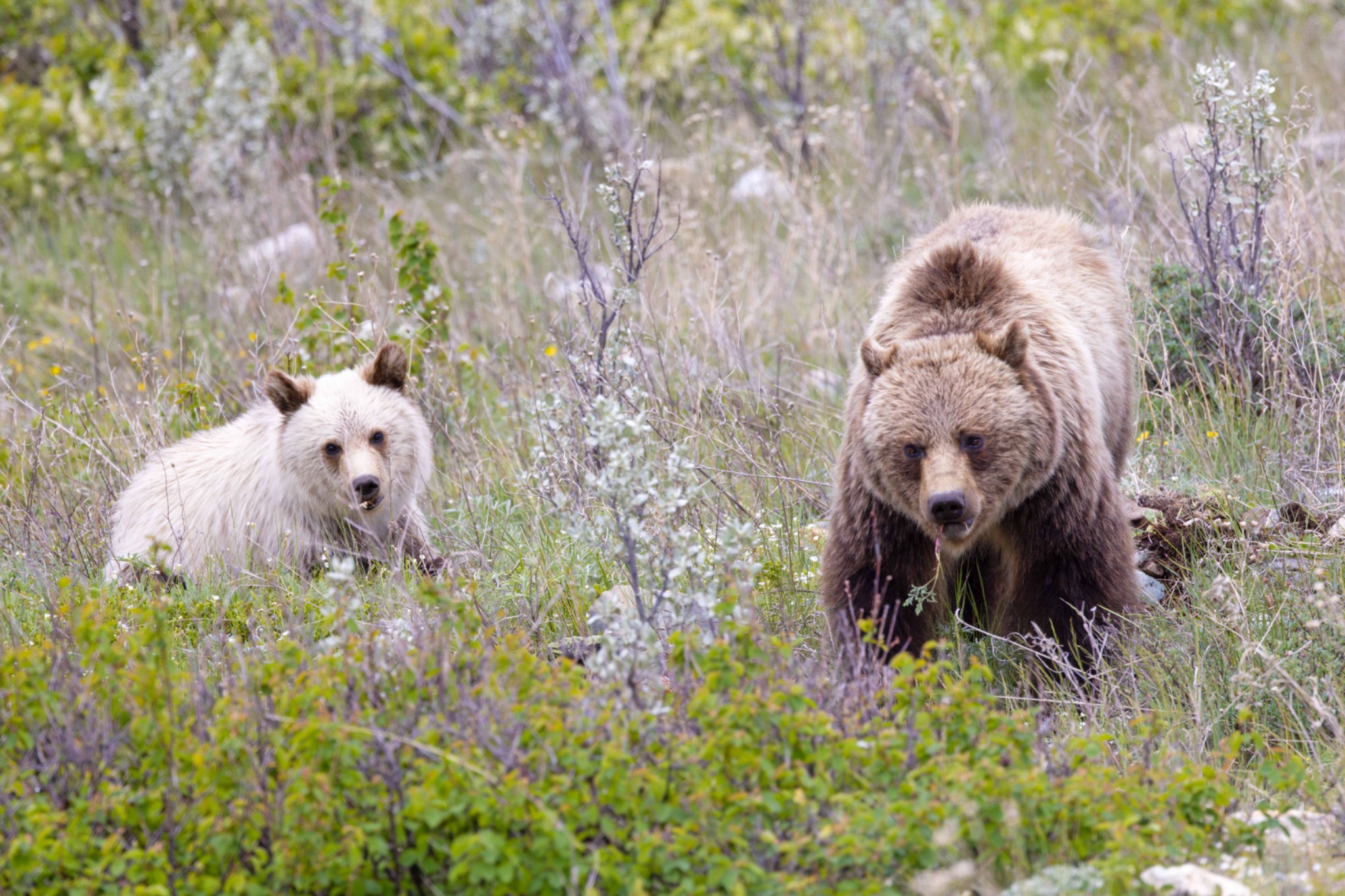 Community photo by Tim Rubbert | NW Montana, USA