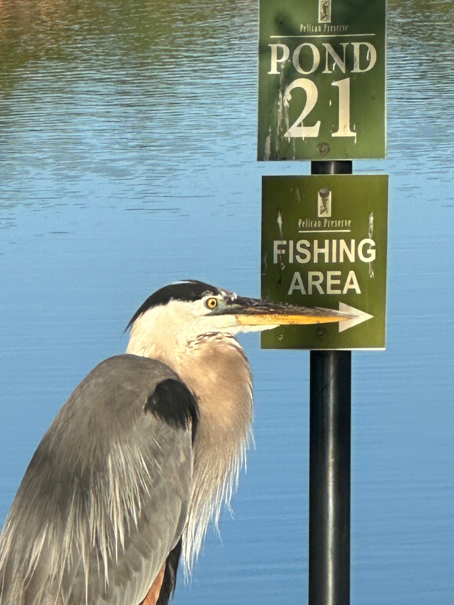 Community photo by Carolyn Grosso | Fort Myers Florida