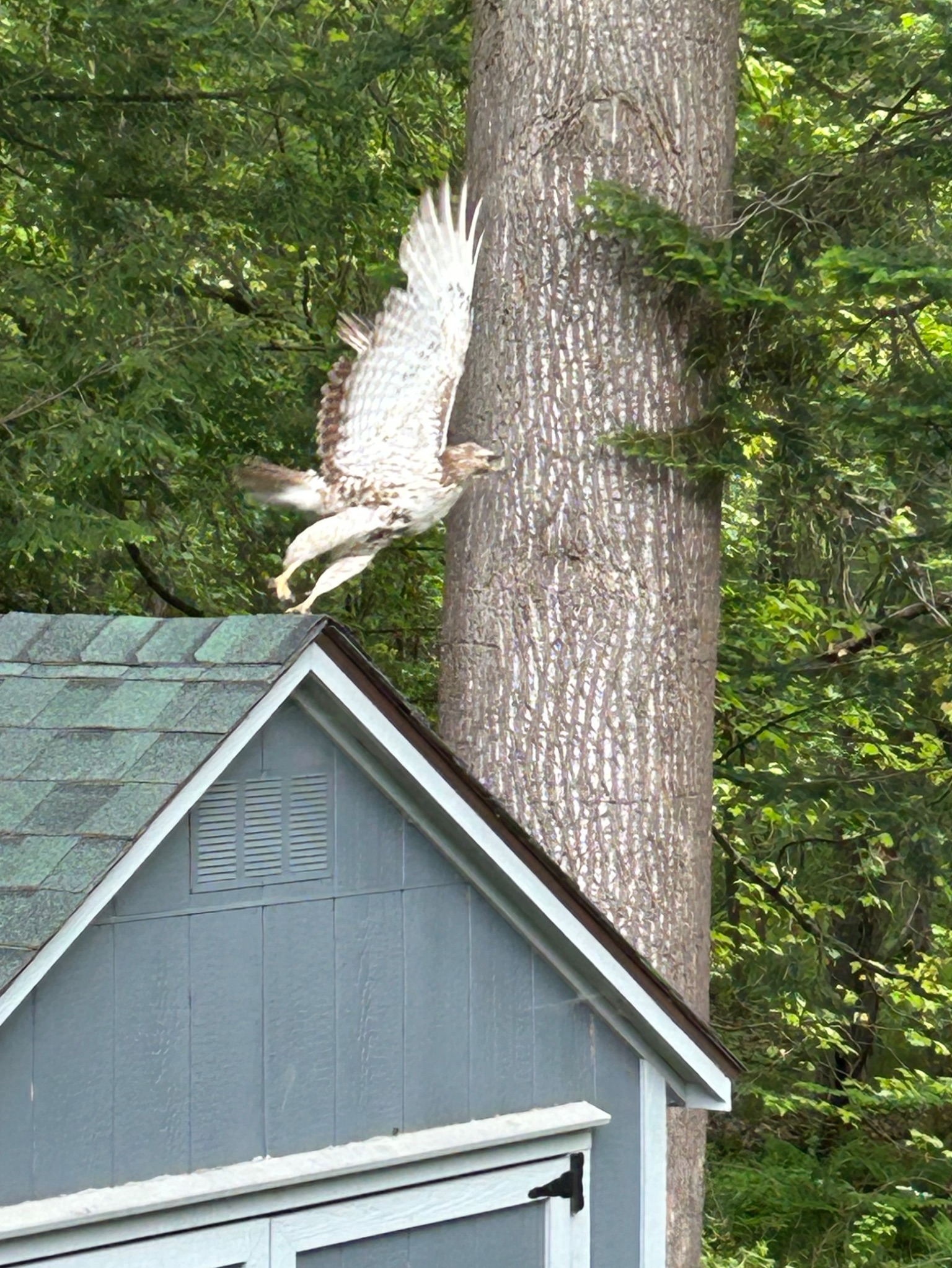 Community photo by Steve Ferguson | Florence,MA,USA