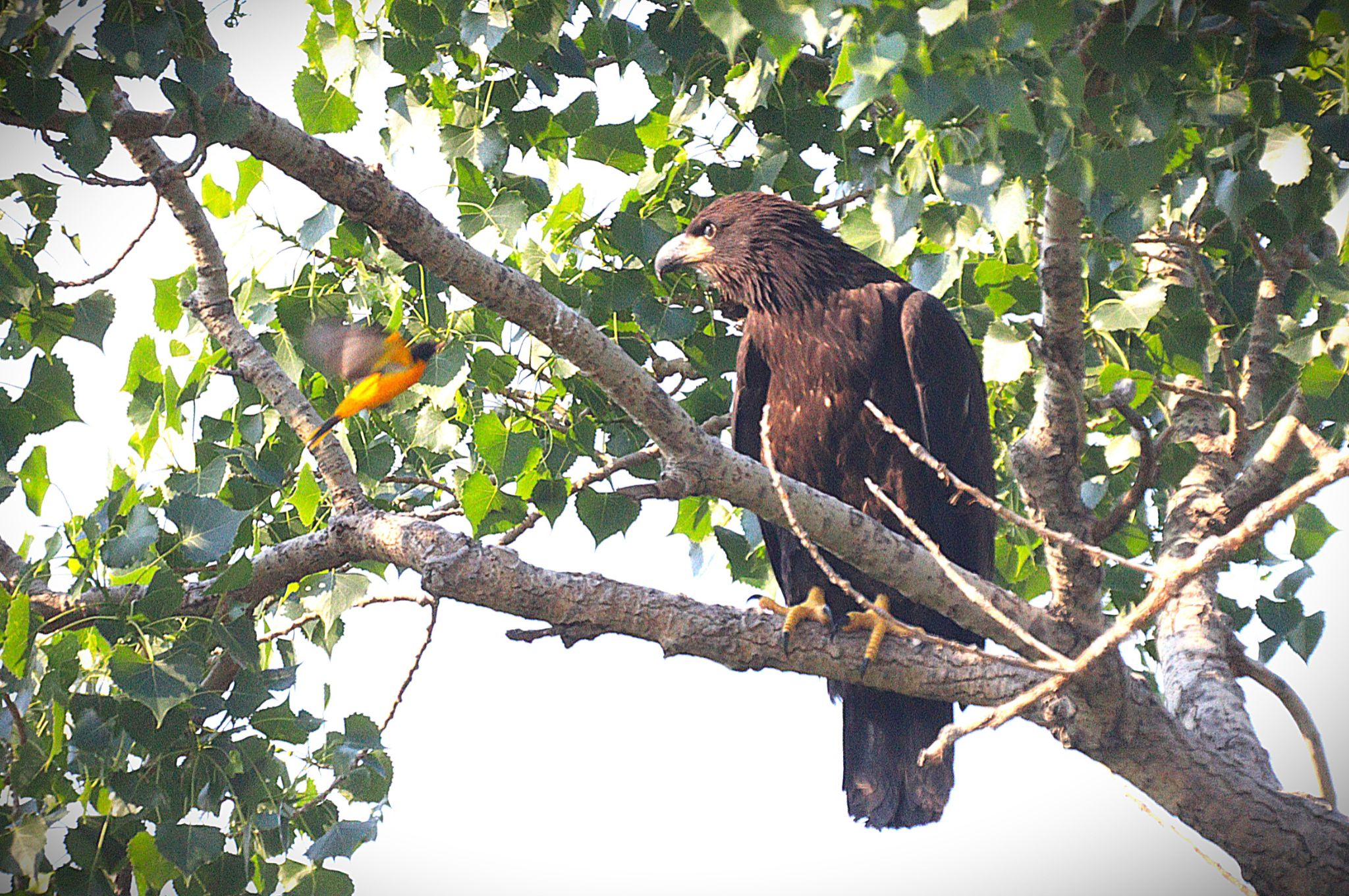 Community photo by Randy Strauss | Eagle Ridge Park, Nebraska