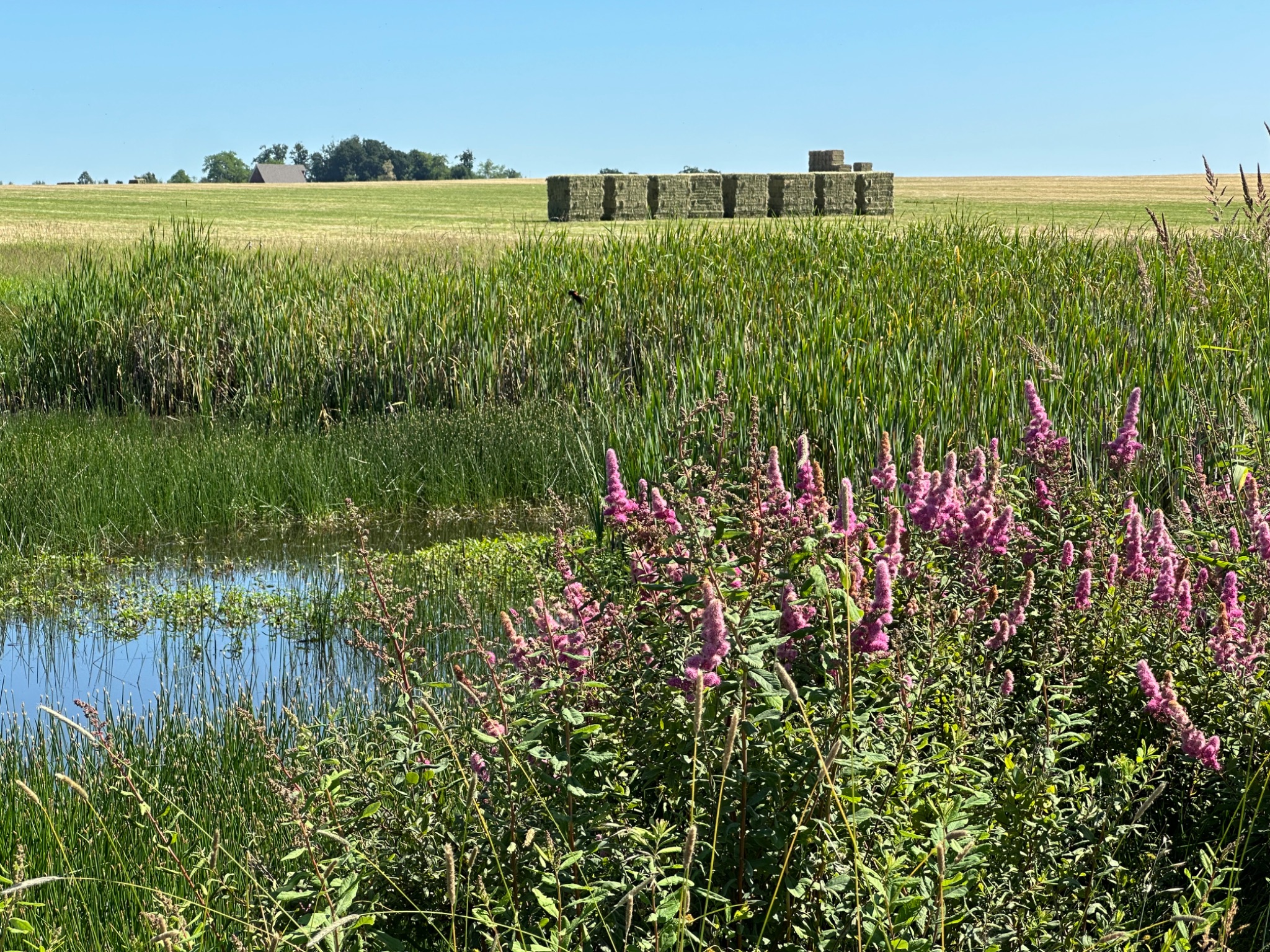 Community photo entitled  by Victoria Bryhan on 06/08/2025 at Finley NWR, Oregon